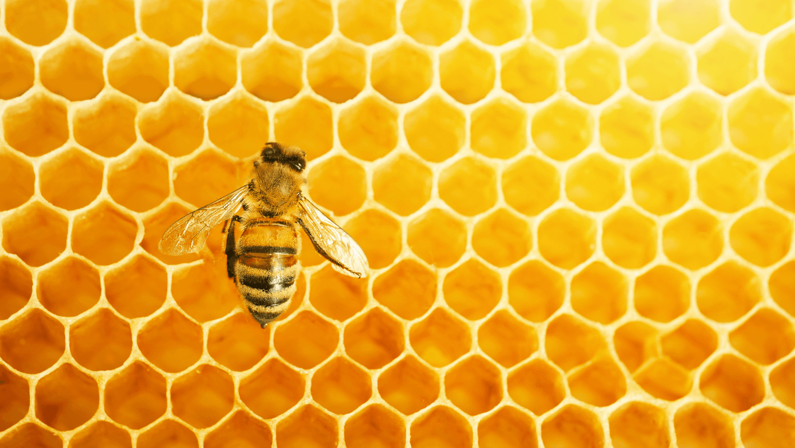 Sostieni gli Impollinatori: Adotta un Alveare!