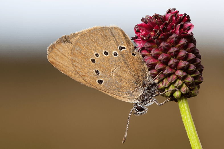 Maculinea nausithous