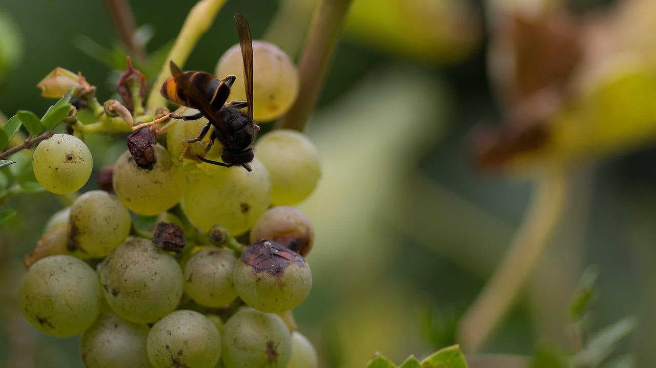 Come si riconosce la vespa velutina?