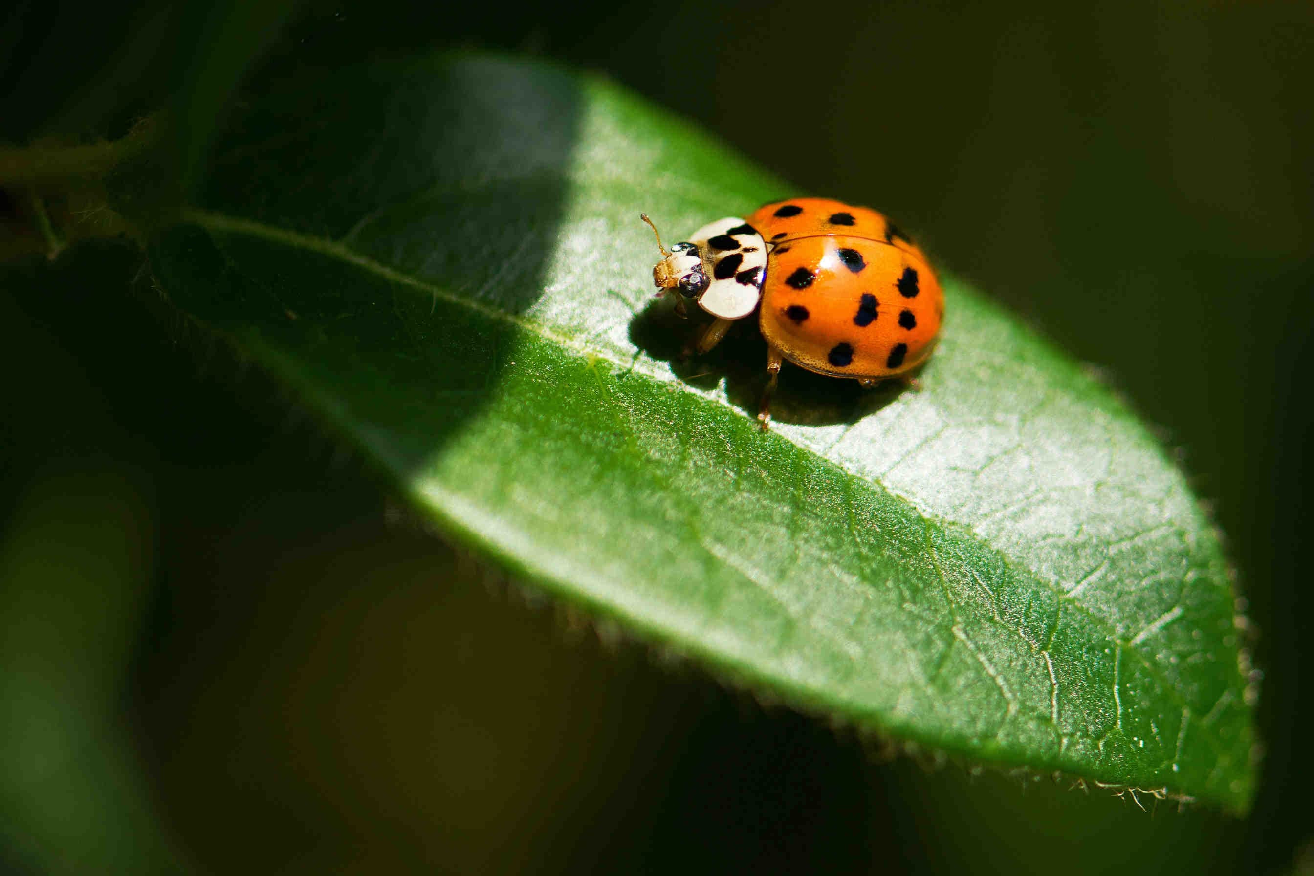 3bee-blog-alimentazione-raccolta-honeydrew