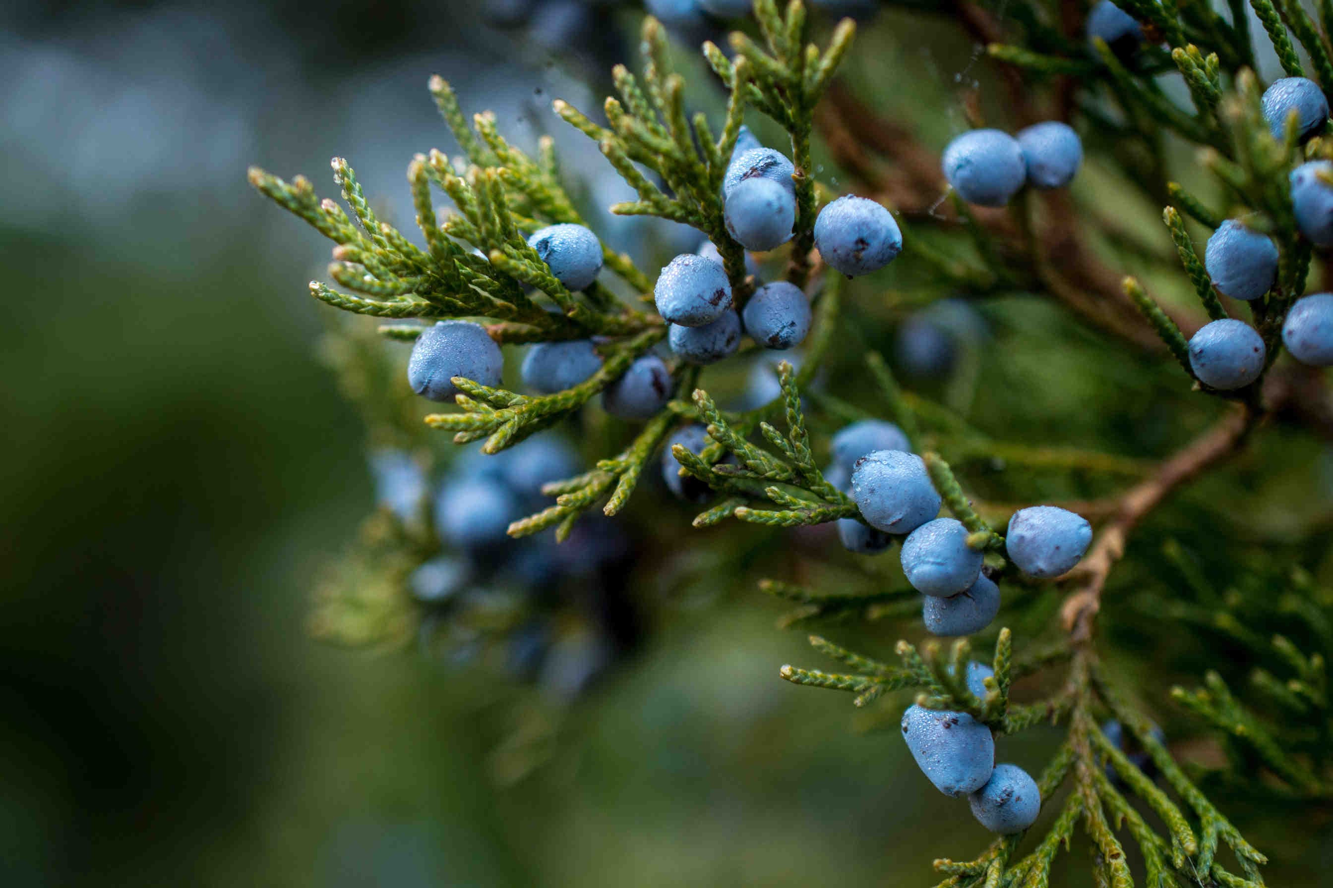 Juniper: Everything You Need to Know