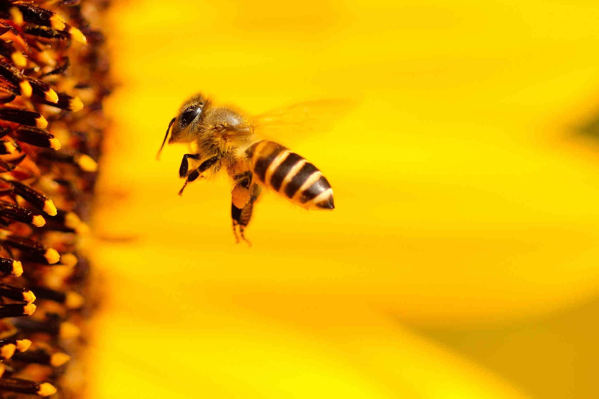 ape con girasole