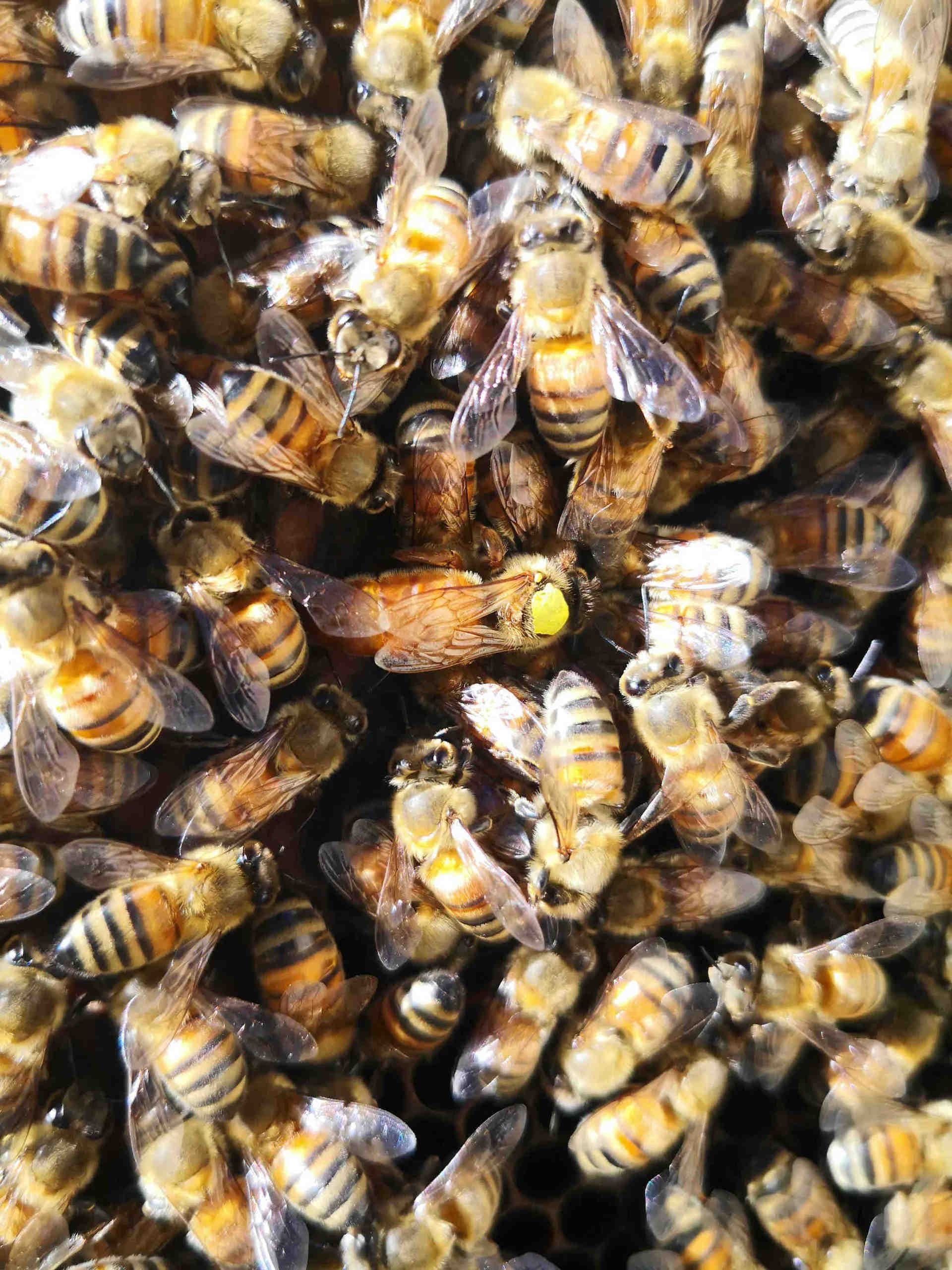 Reines et gardiennes