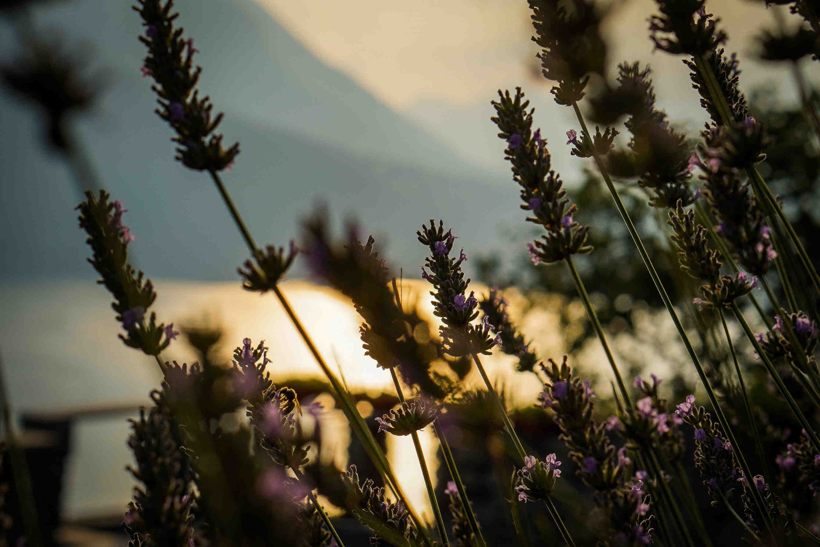 Wildblütenhonig aus den Bergen: Was ist das?