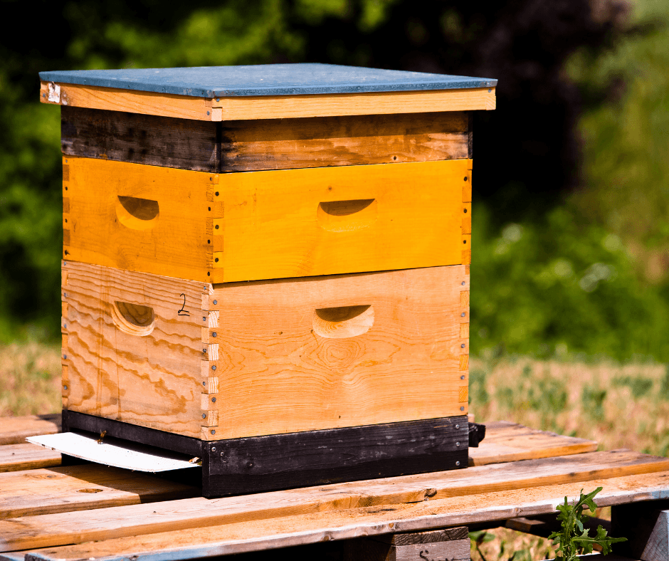 Thyme honey: contraindications and where to find it?