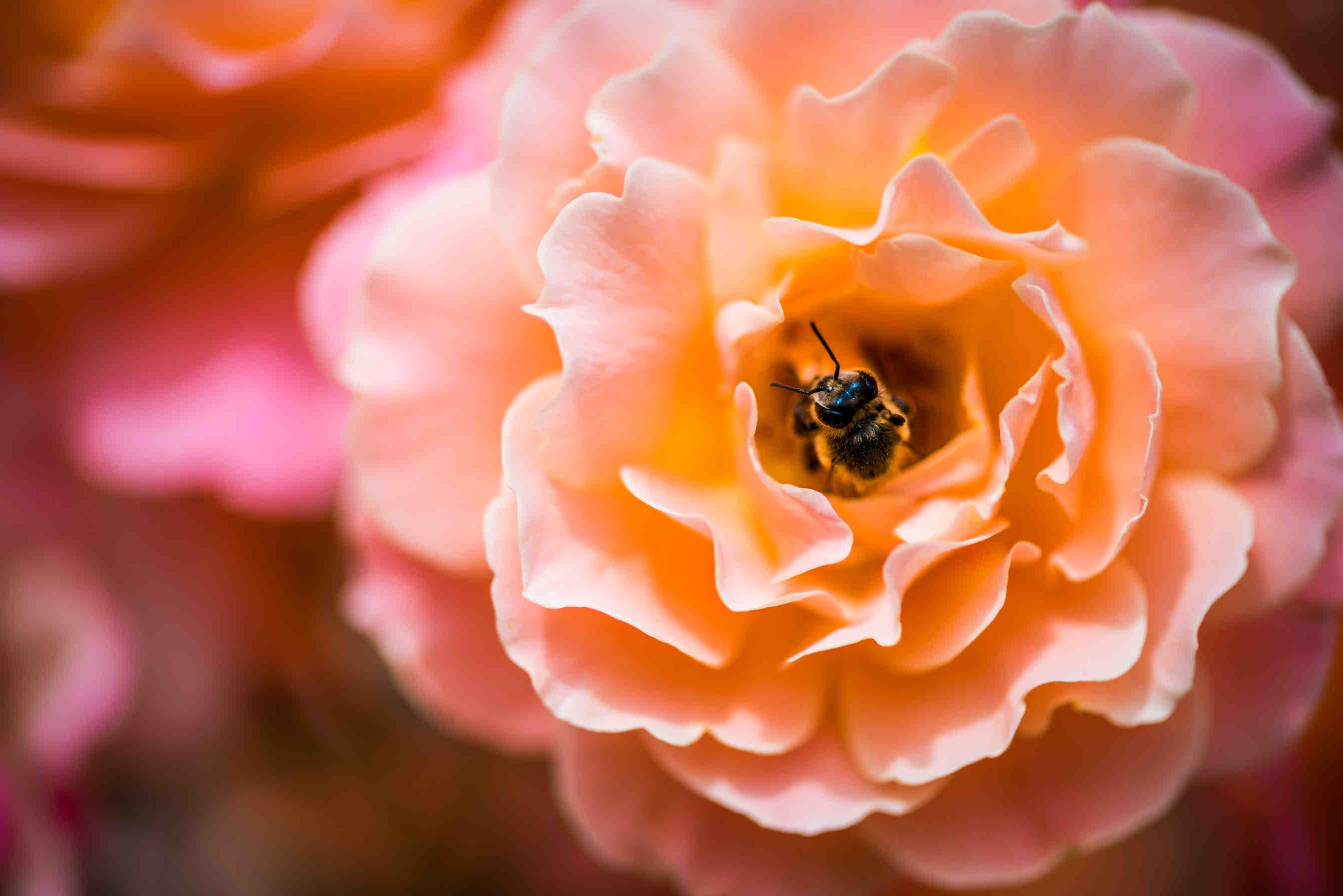 La canción de la abeja reina