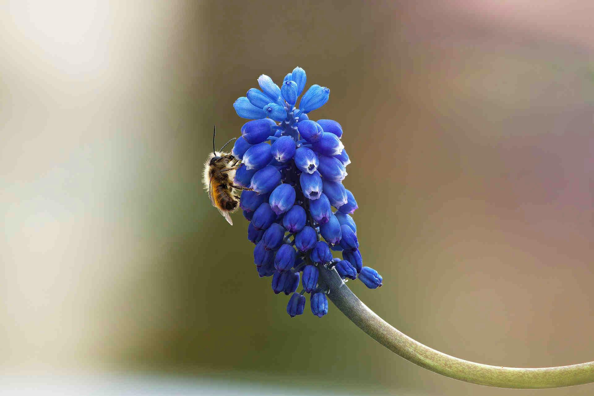 ape fiore blu