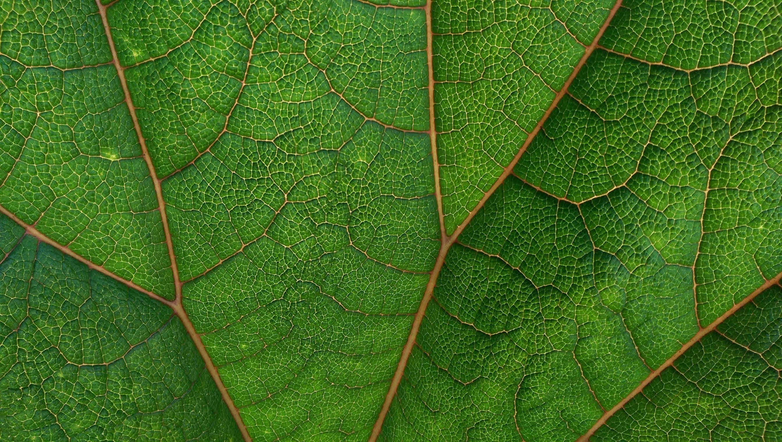 Benefici economici, ambientali, sociali e alimentari