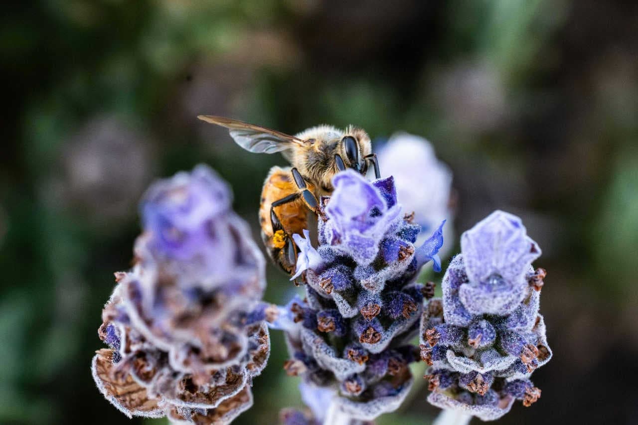 Rischi legati alla biodiversità e alla natura