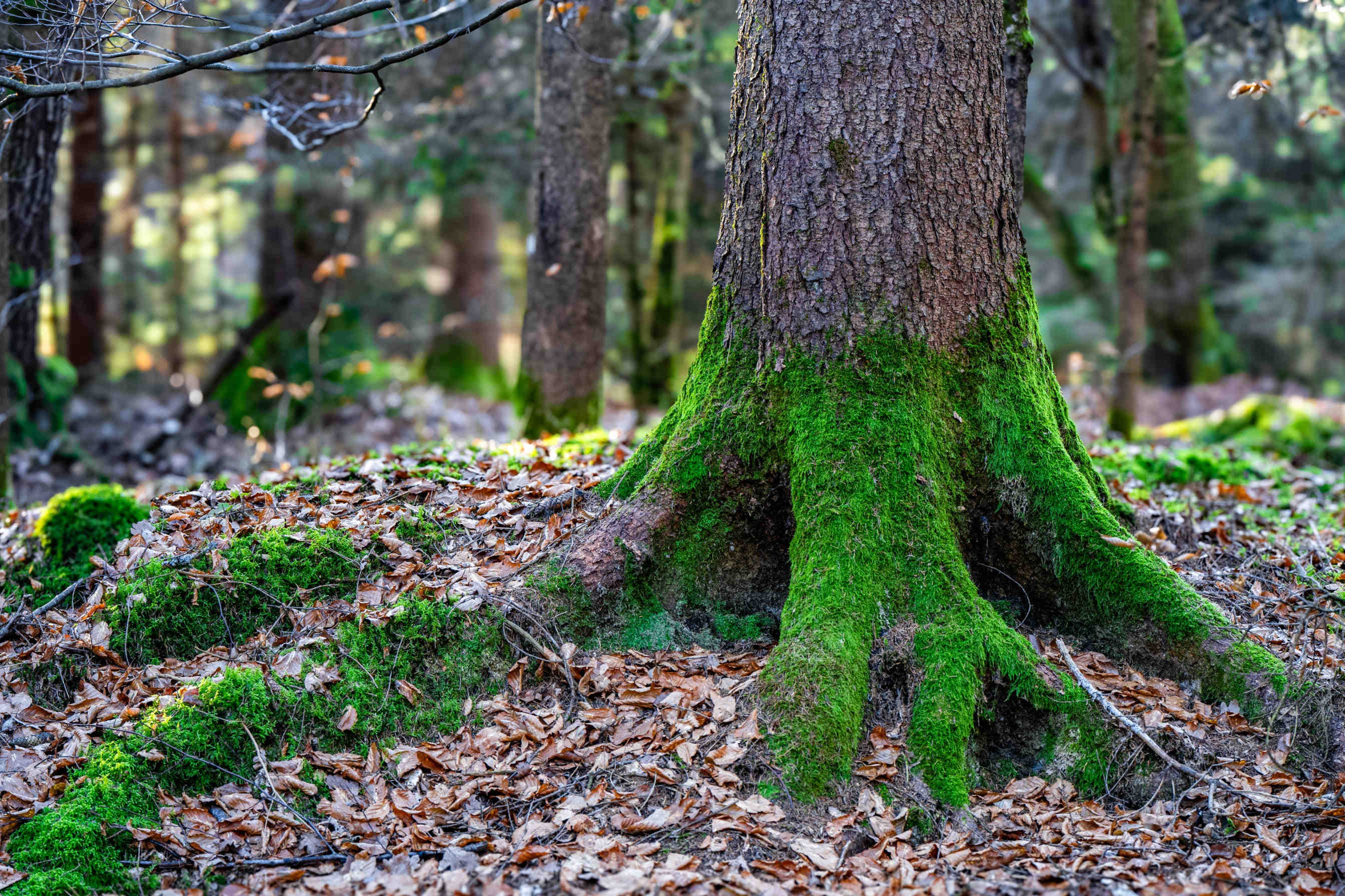 albero