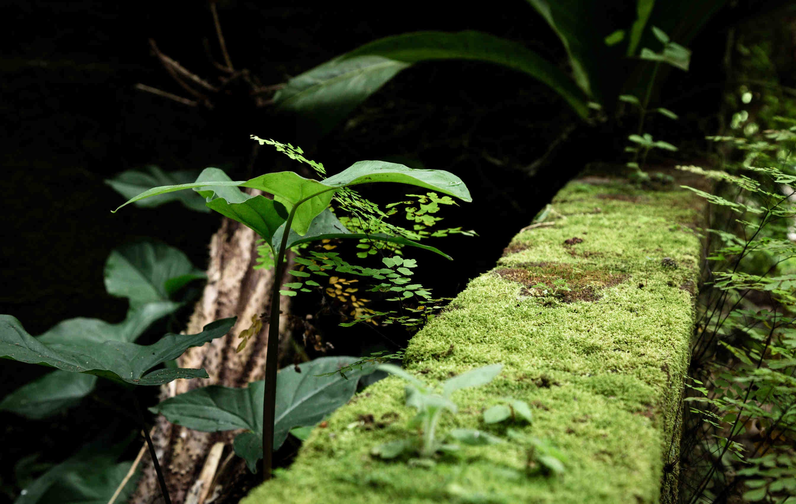 botanica