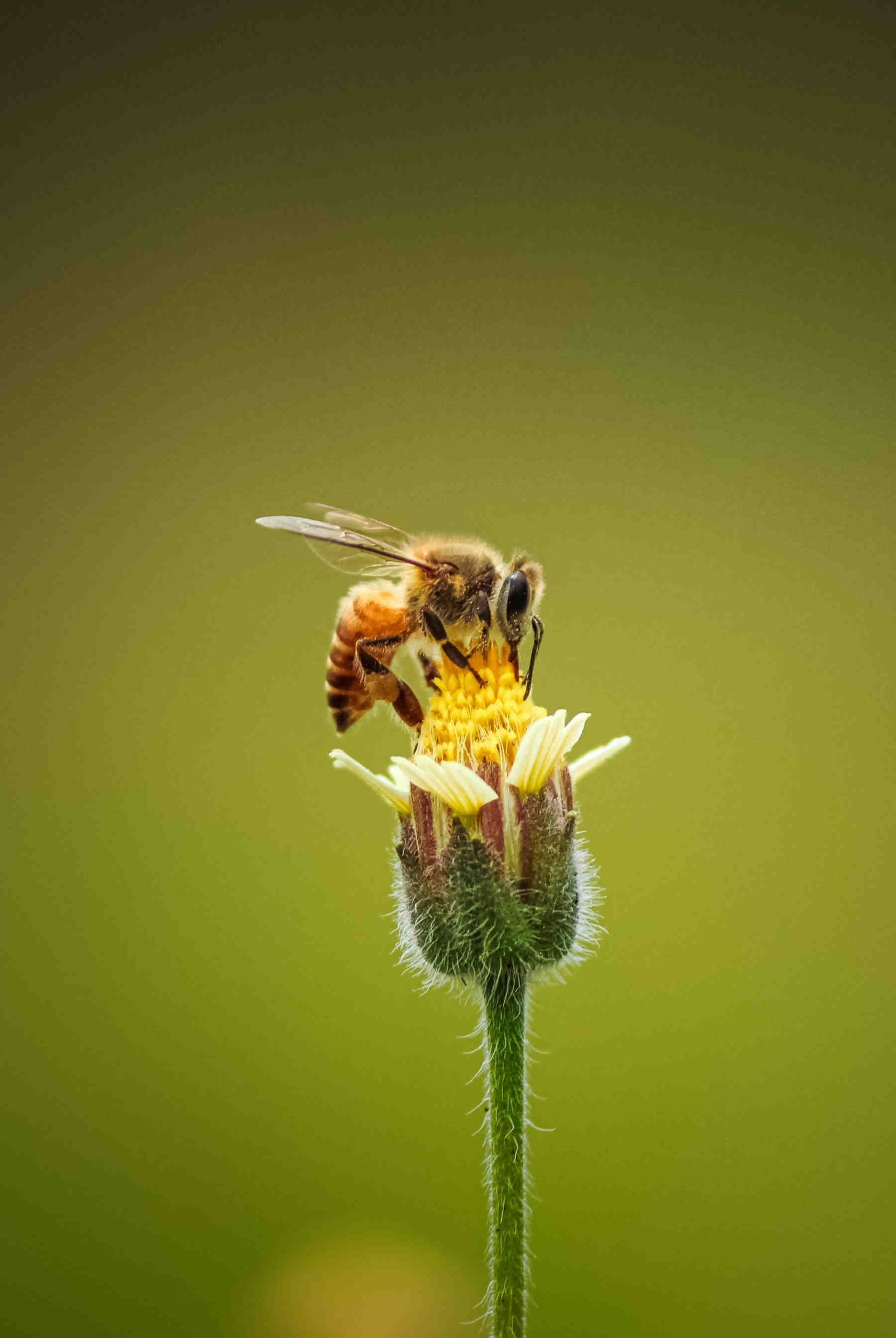 ape 3Bee varroa