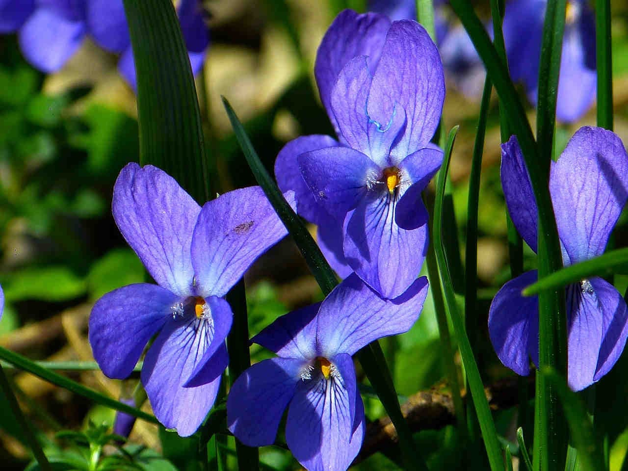 viola comune