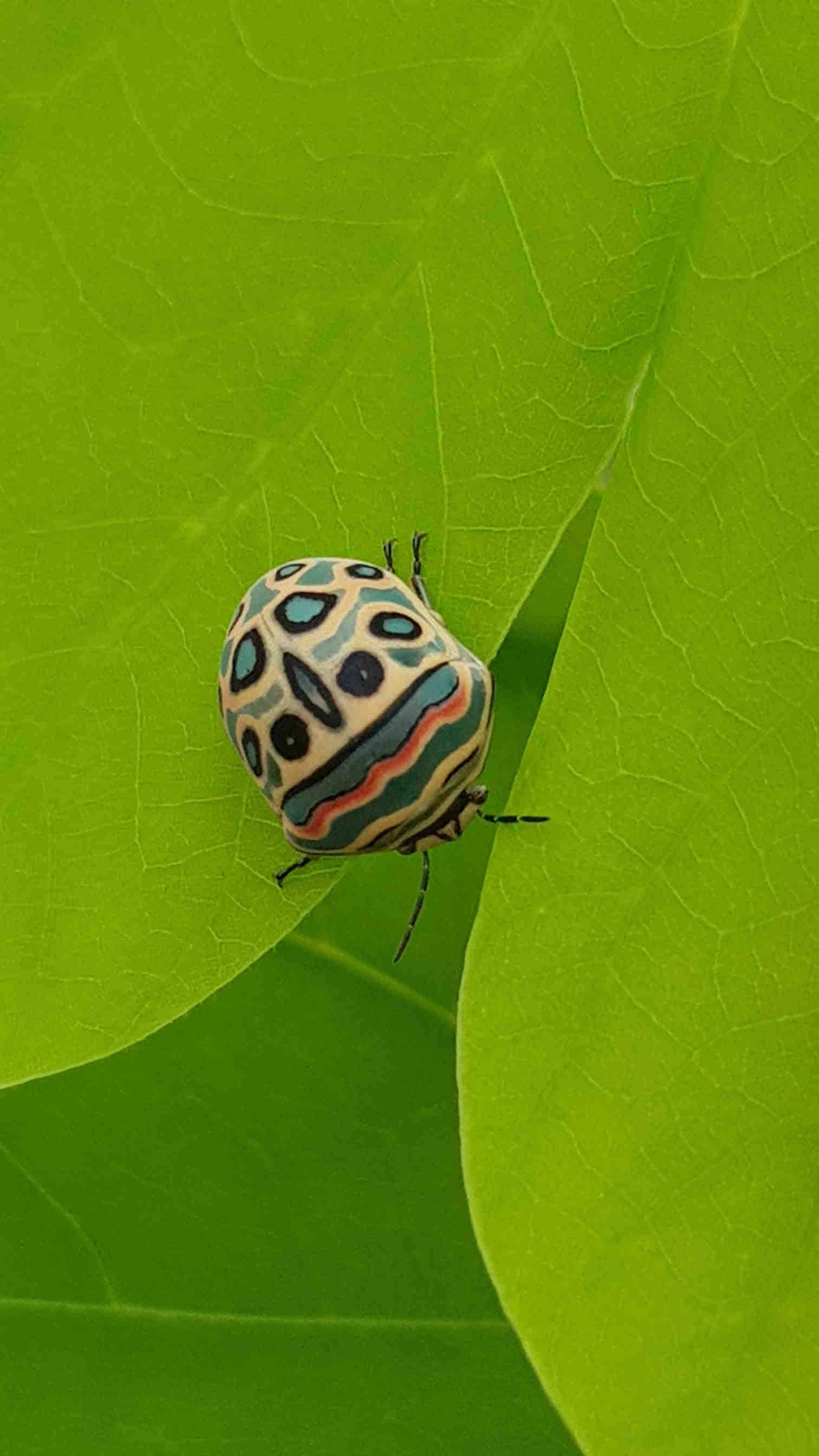 La Picasso bug: un capolavoro naturale