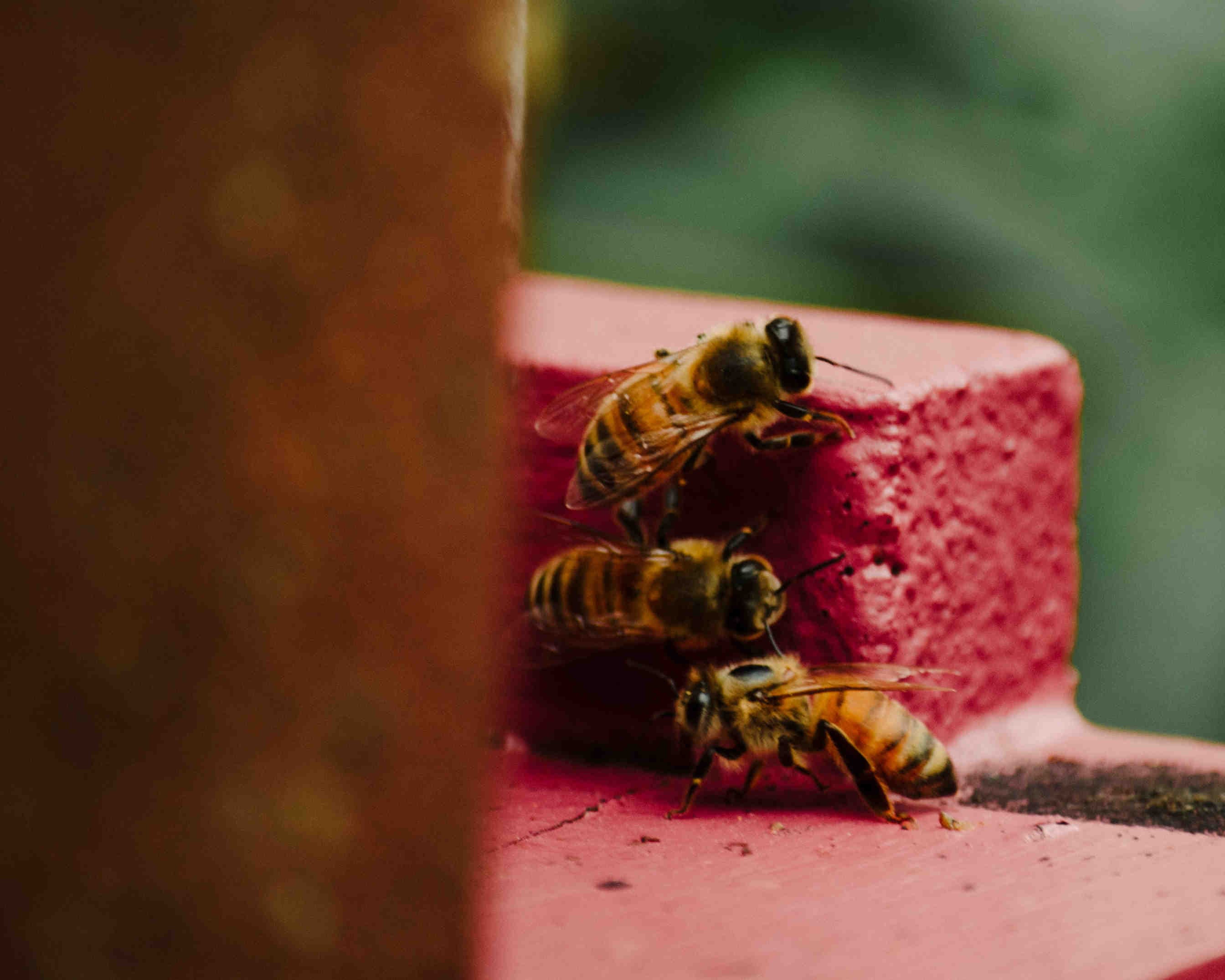 The insect apocalypse