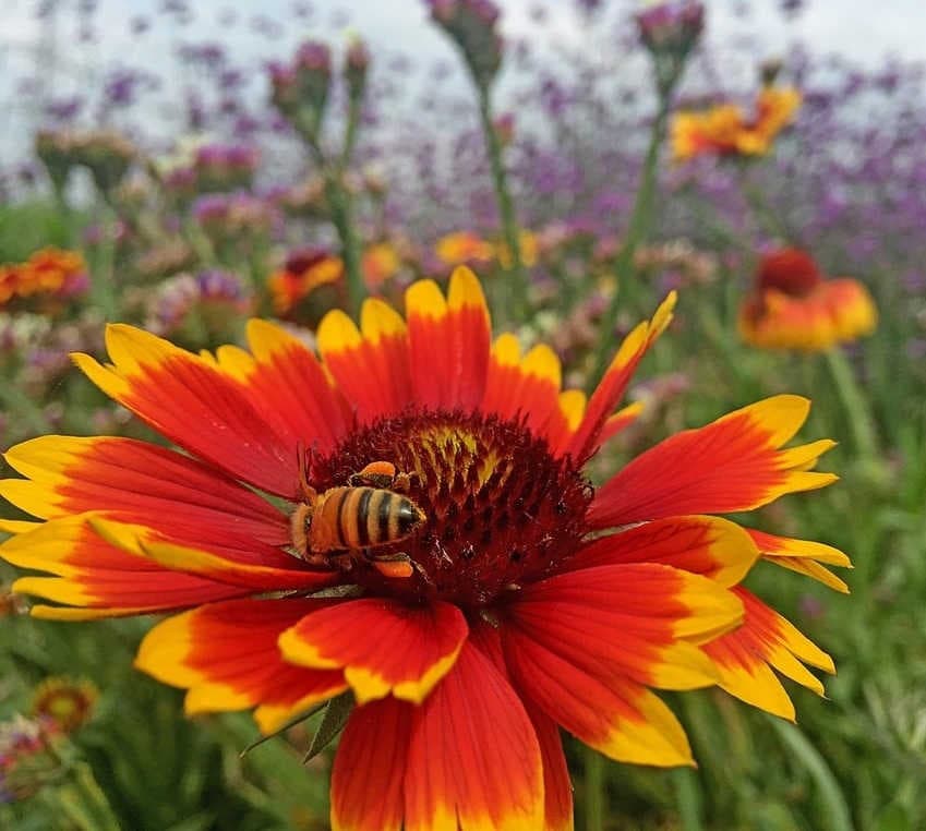Bee on flower