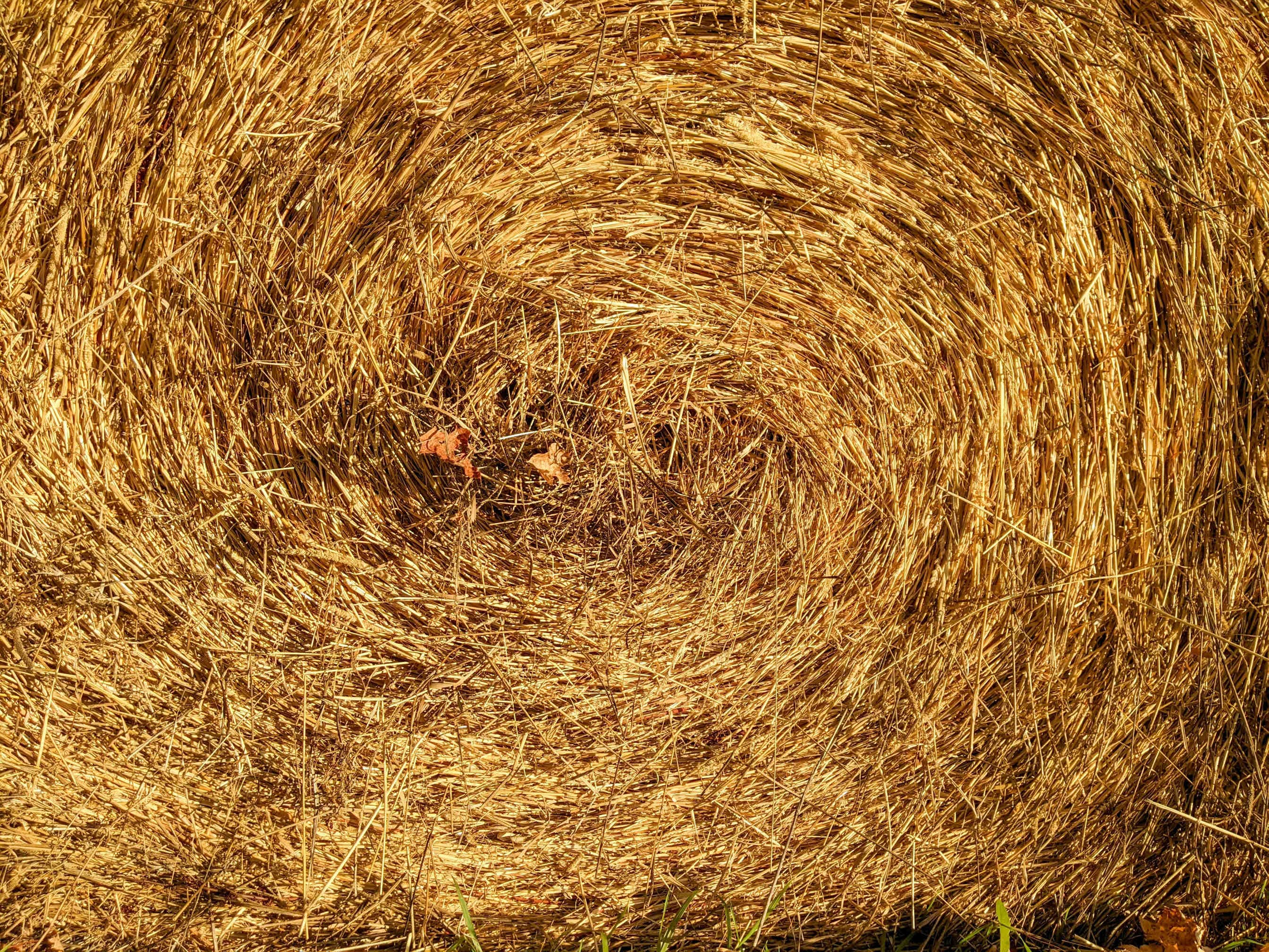 3bee-blog-dieta-comportamento-sociale-e-sopravvivenza-in-altitudine
