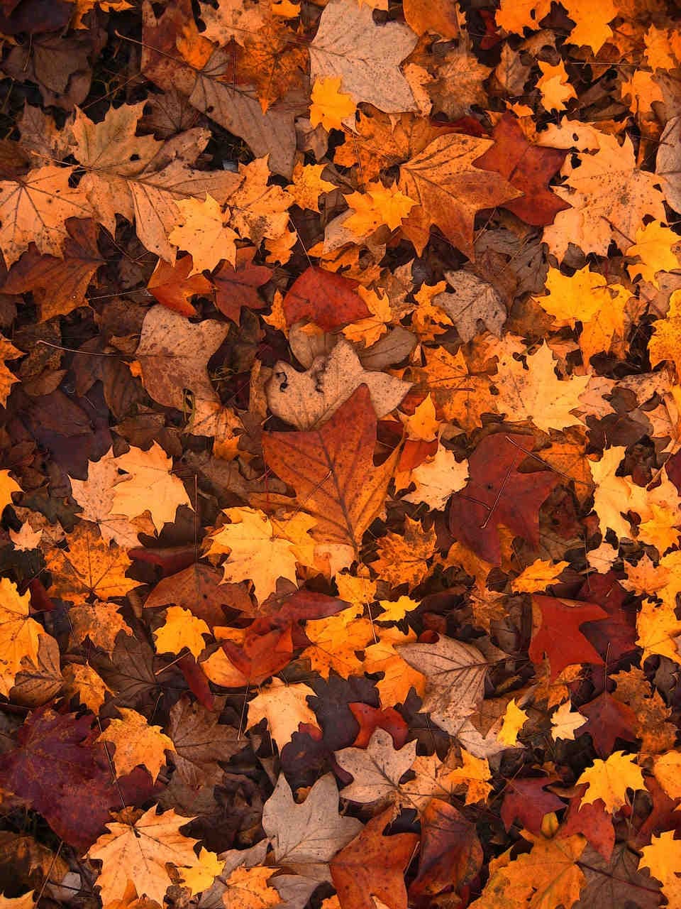 Foliage: perché alcune piante cambiano il colore delle foglie in autunno?