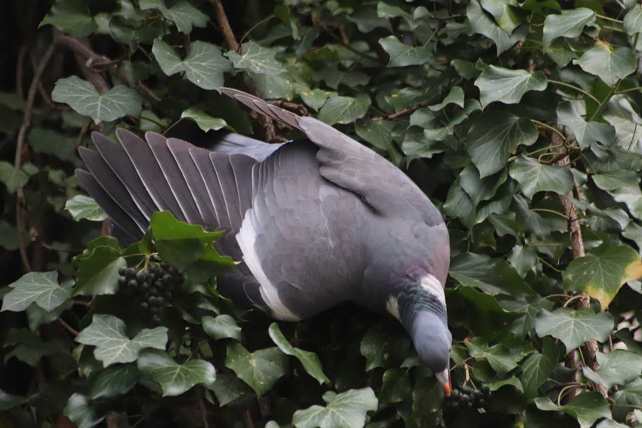 frutti edera risorsa per uccelli