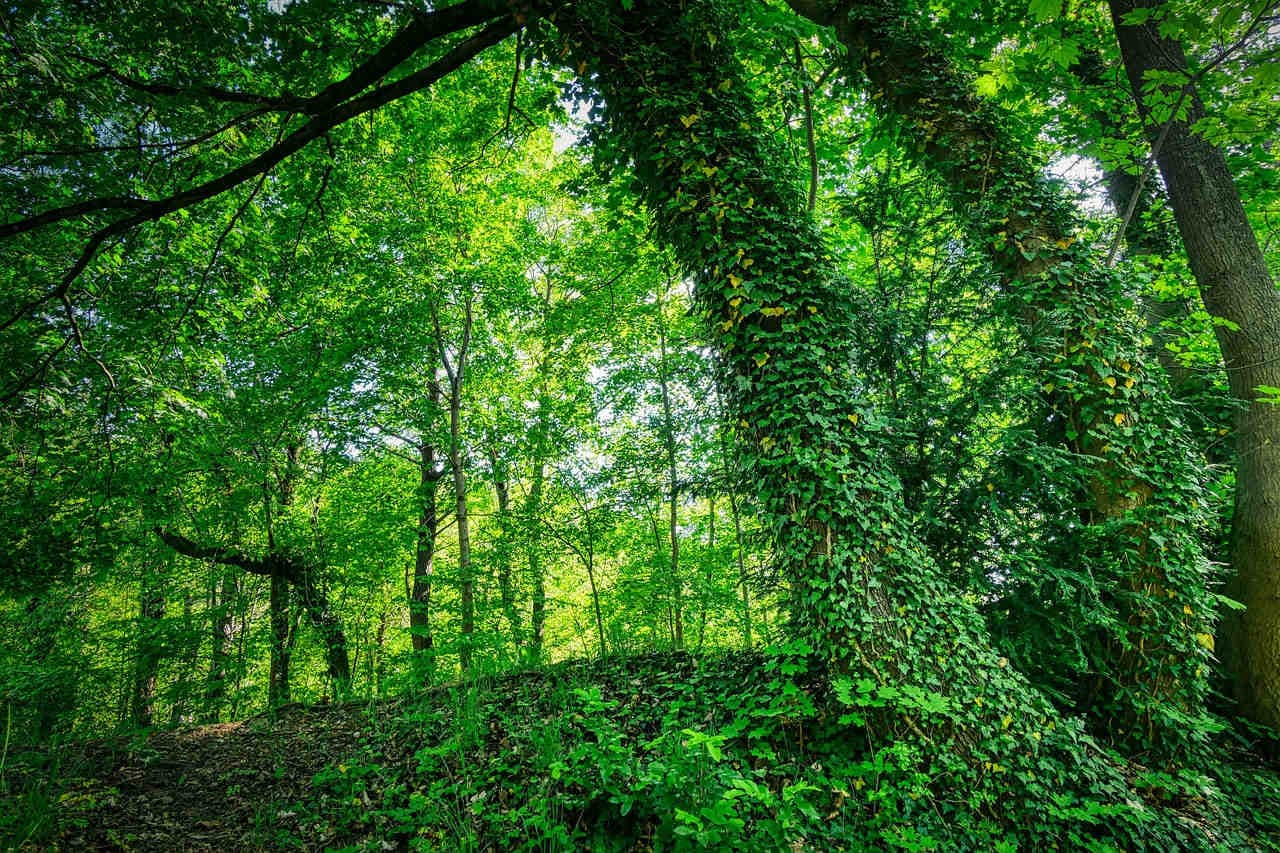 foresta edera