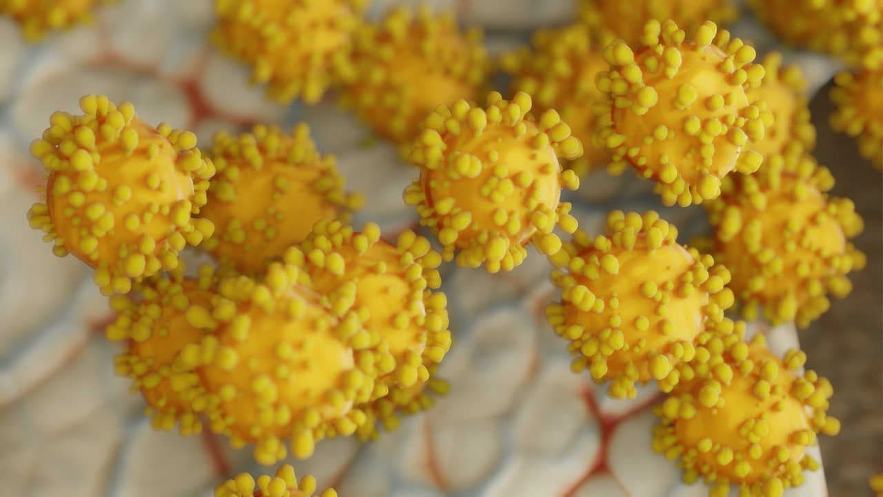 virus