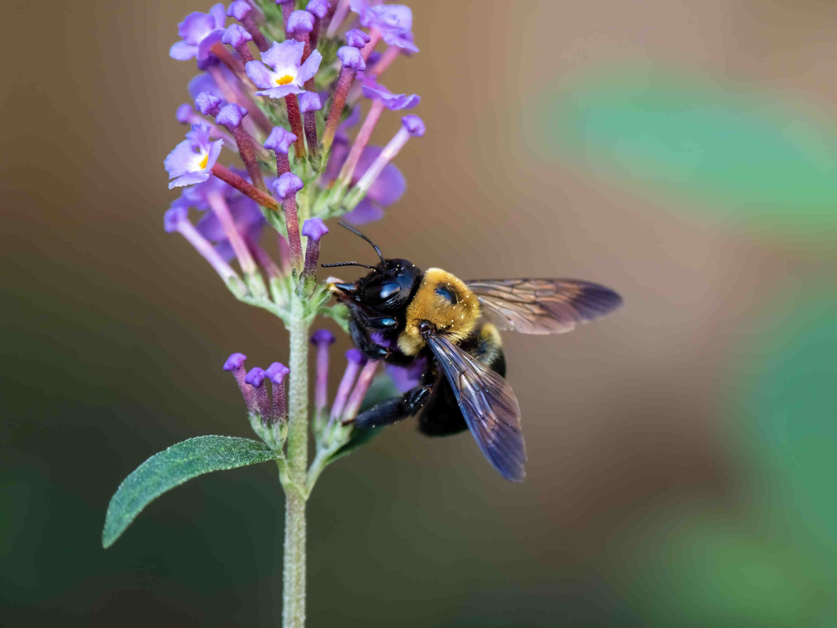 ape su fiore