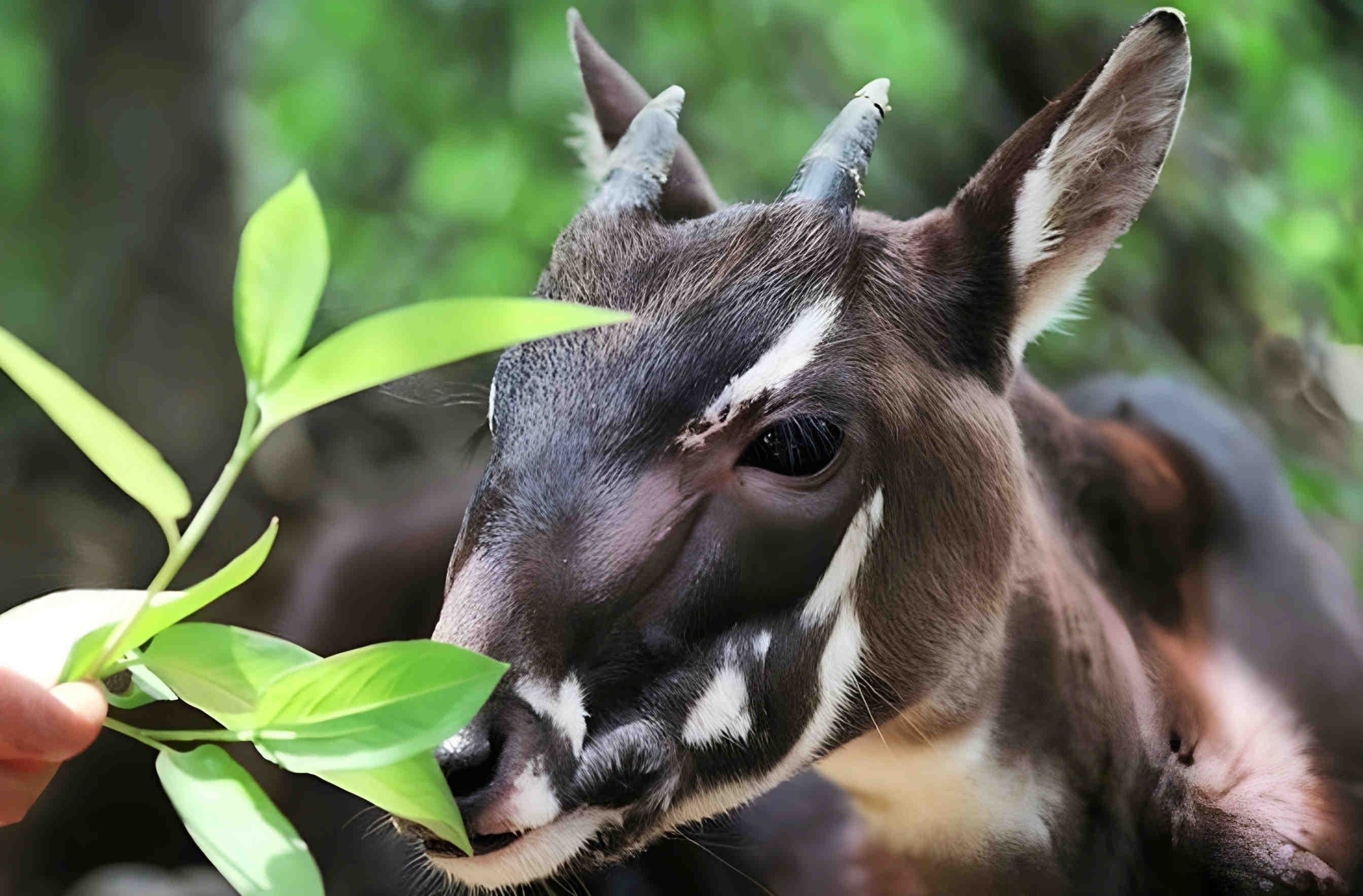 Saola: l'unicorno asiatico, mammifero introvabile e critico