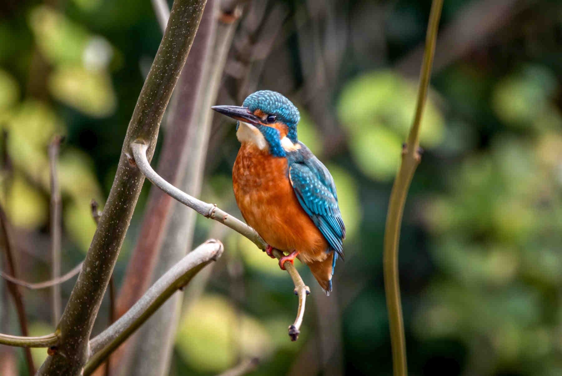 Come scegliere il framework ESG più adatto alla biodiversità