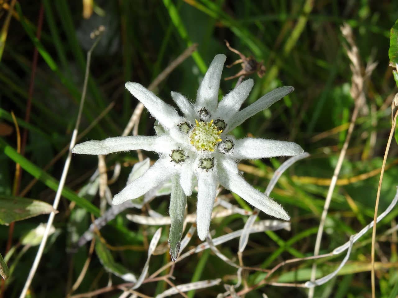 fiore closeup stella alpina