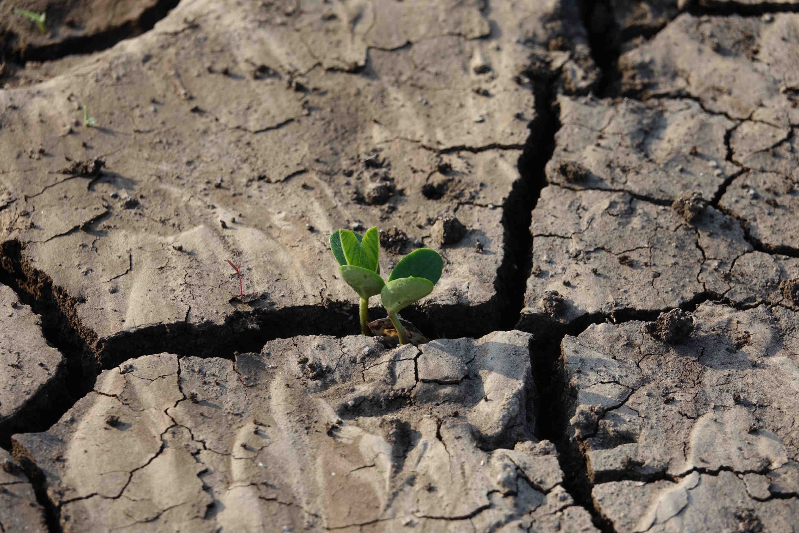 conseguenze green hushing
