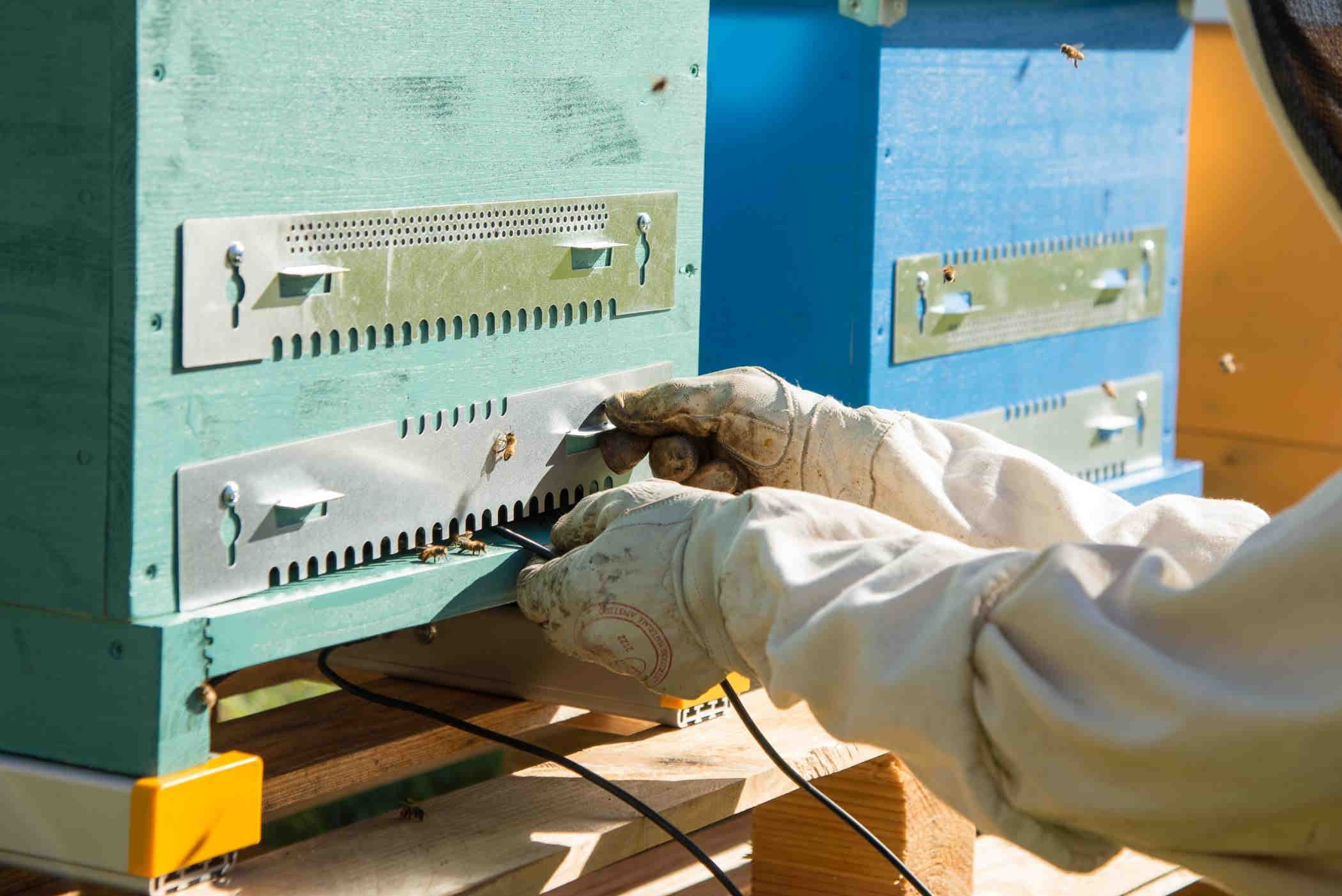 Announcement Beekeeping Abruzzo Region