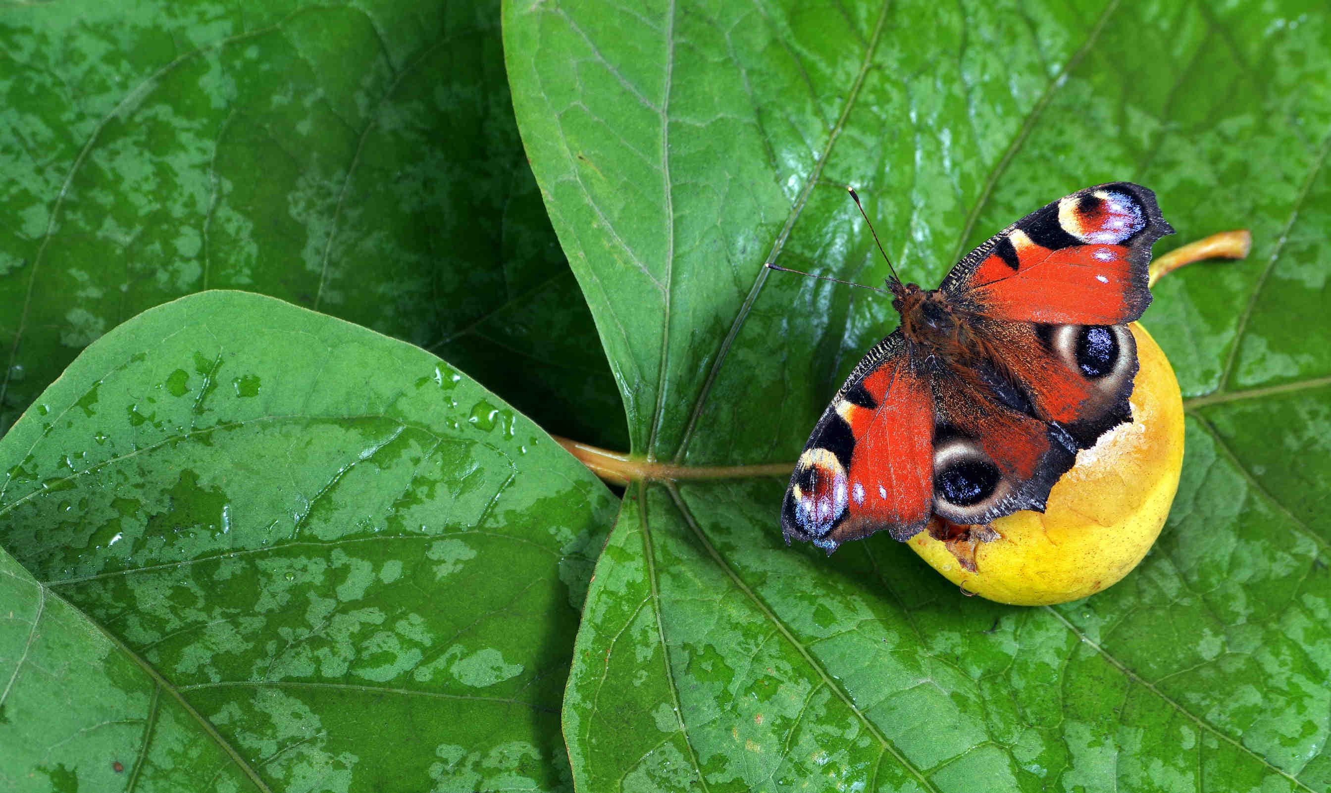 Fattoria dei Sapori per la rigenerazione della biodiversità