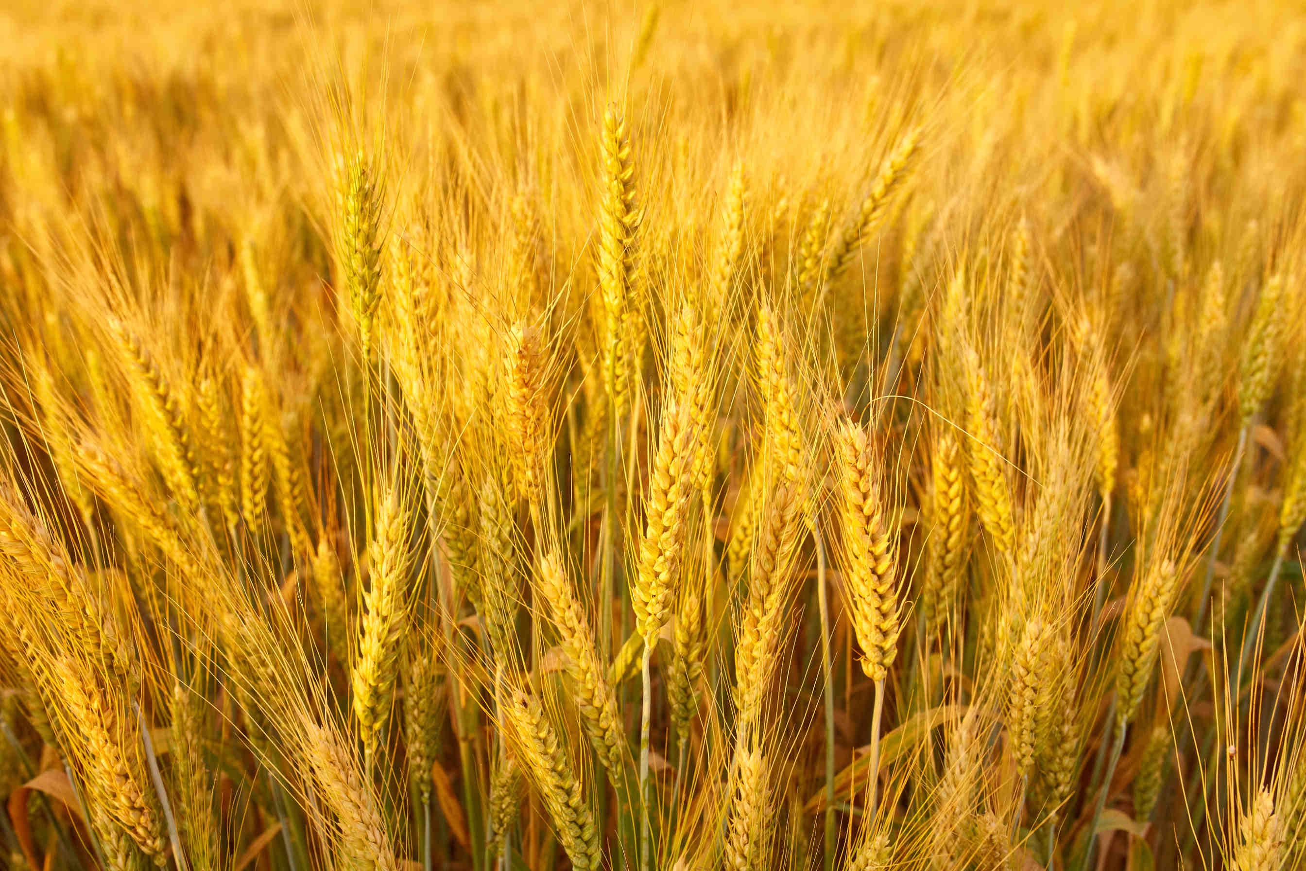 spikelets