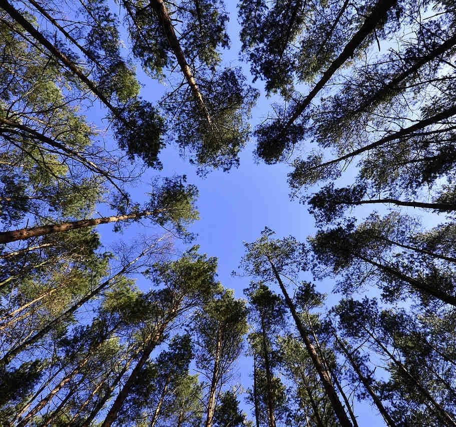 Trees in circle