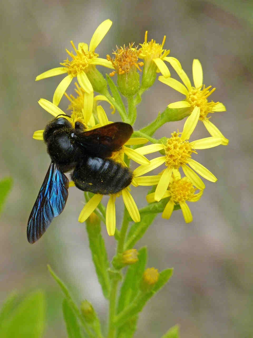Xylocopa
