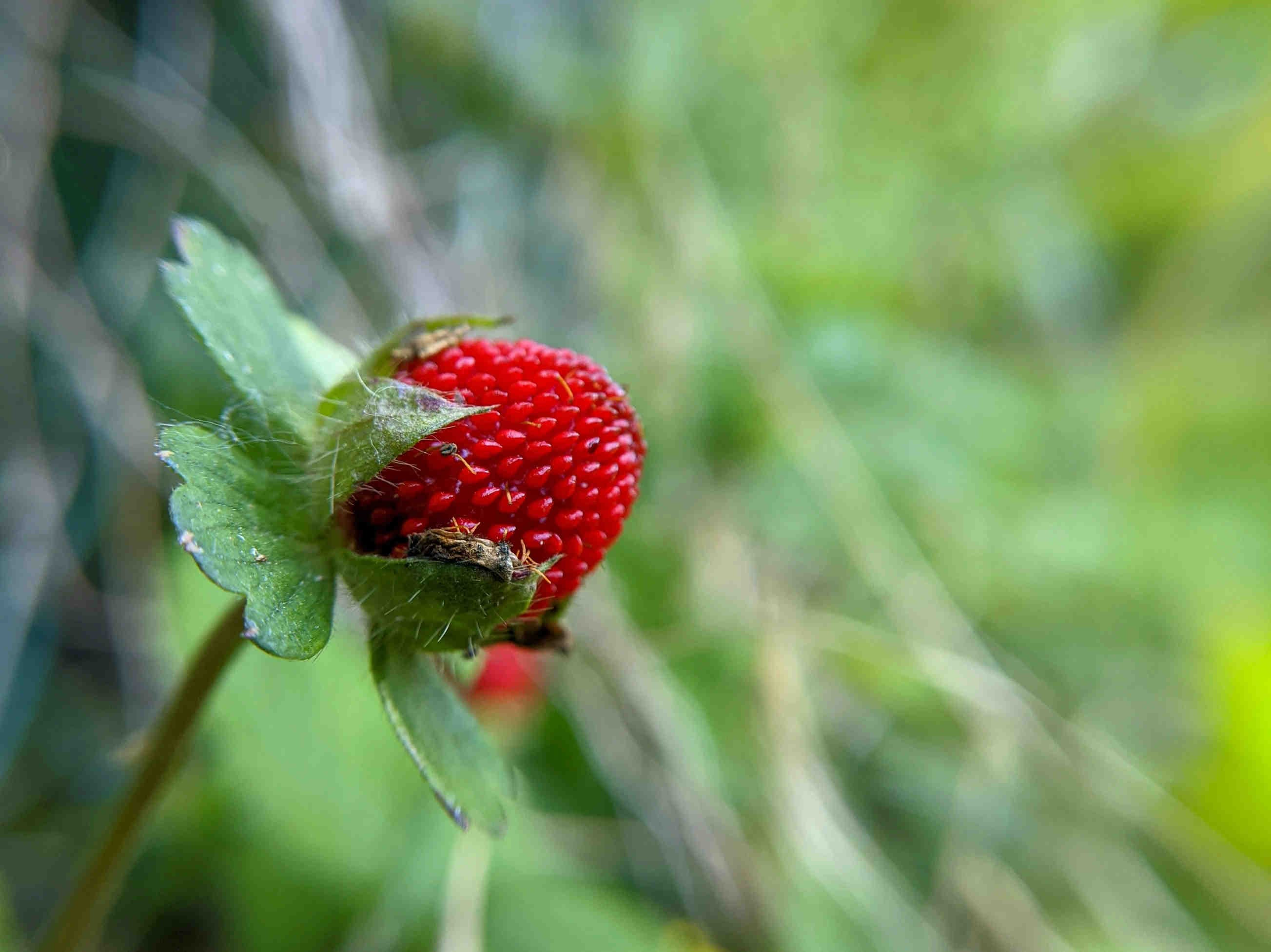 Duchesnea indica: impatti ecologici della "fragola matta" in Europa