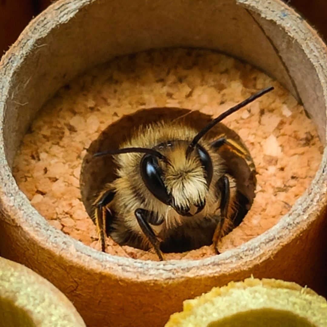 Die solitäre Wildbienen
