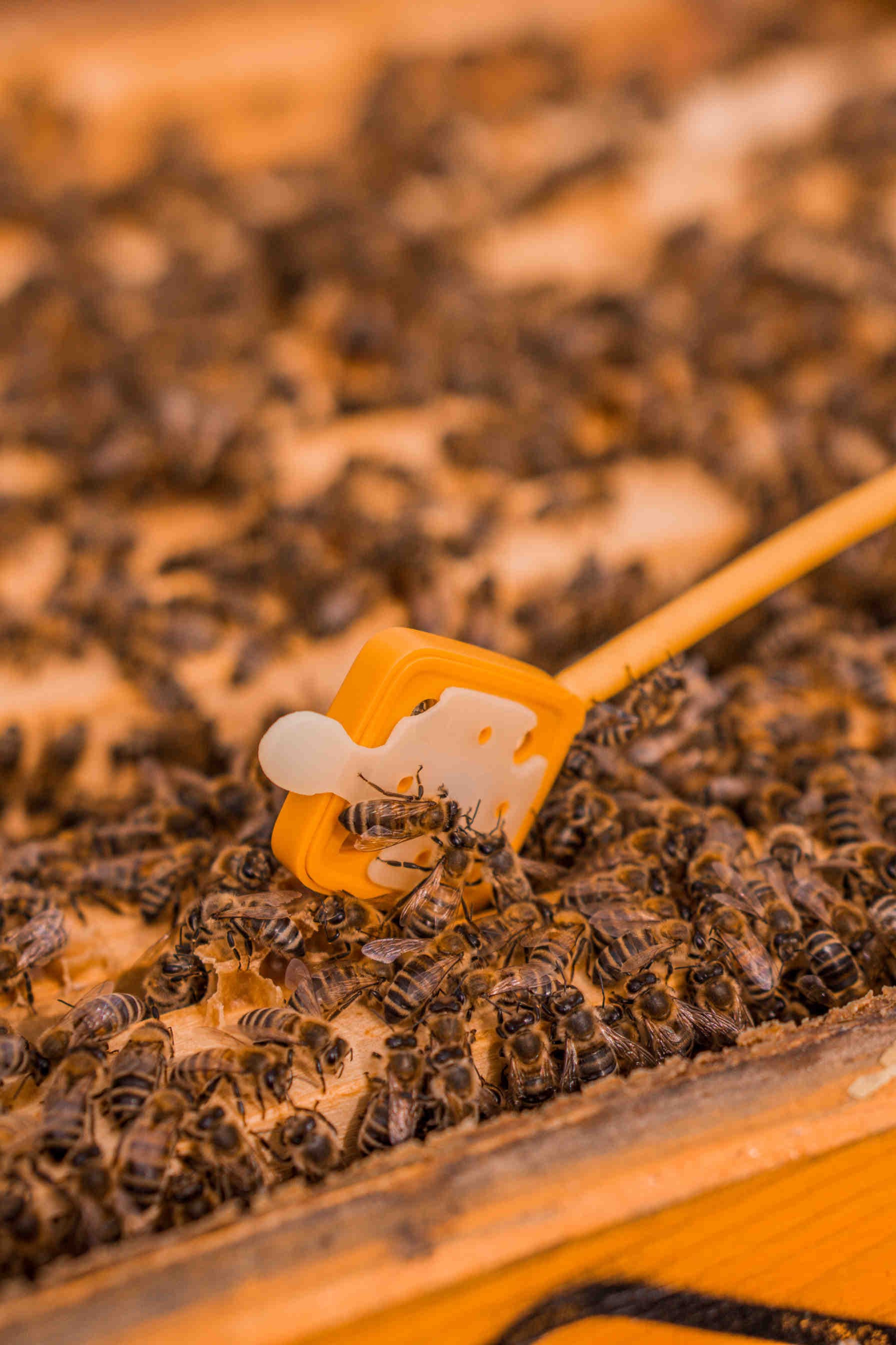 Hive-Tech 3Bee