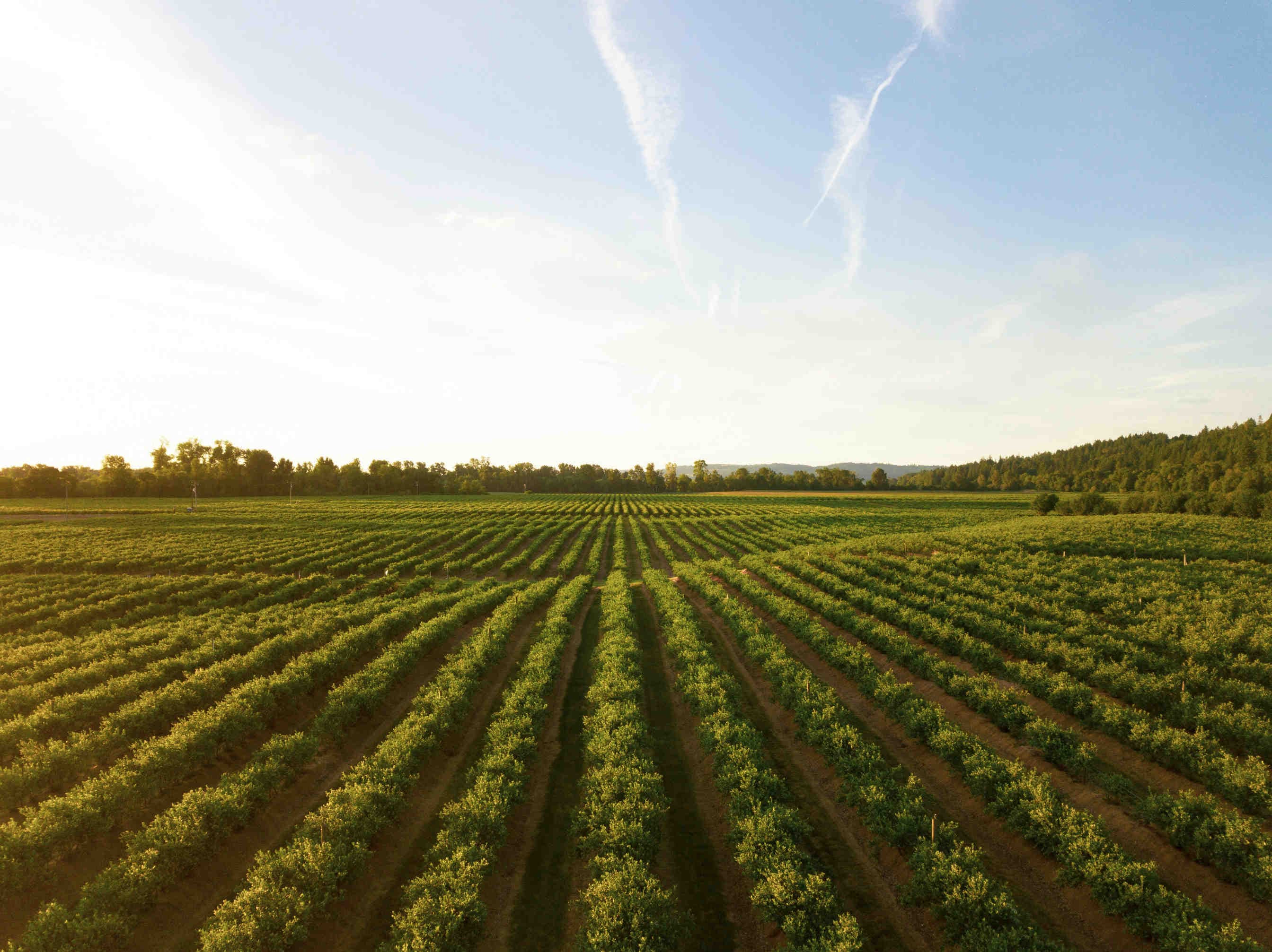 agricoltura