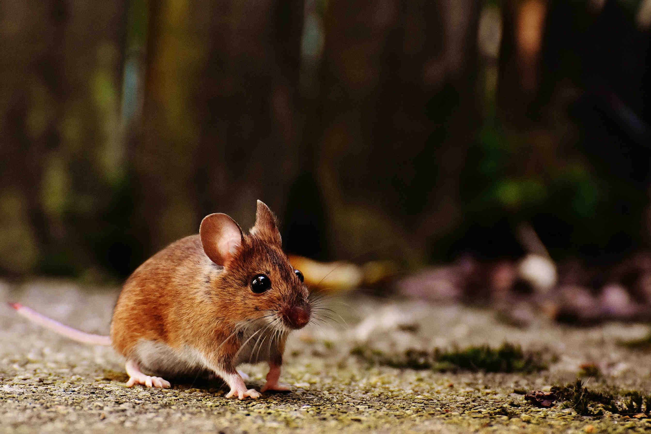 Come le specie vedono lo stesso habitat in modi diversi