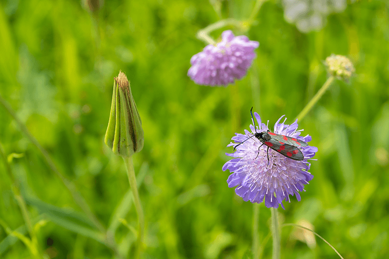Zygaena viciae