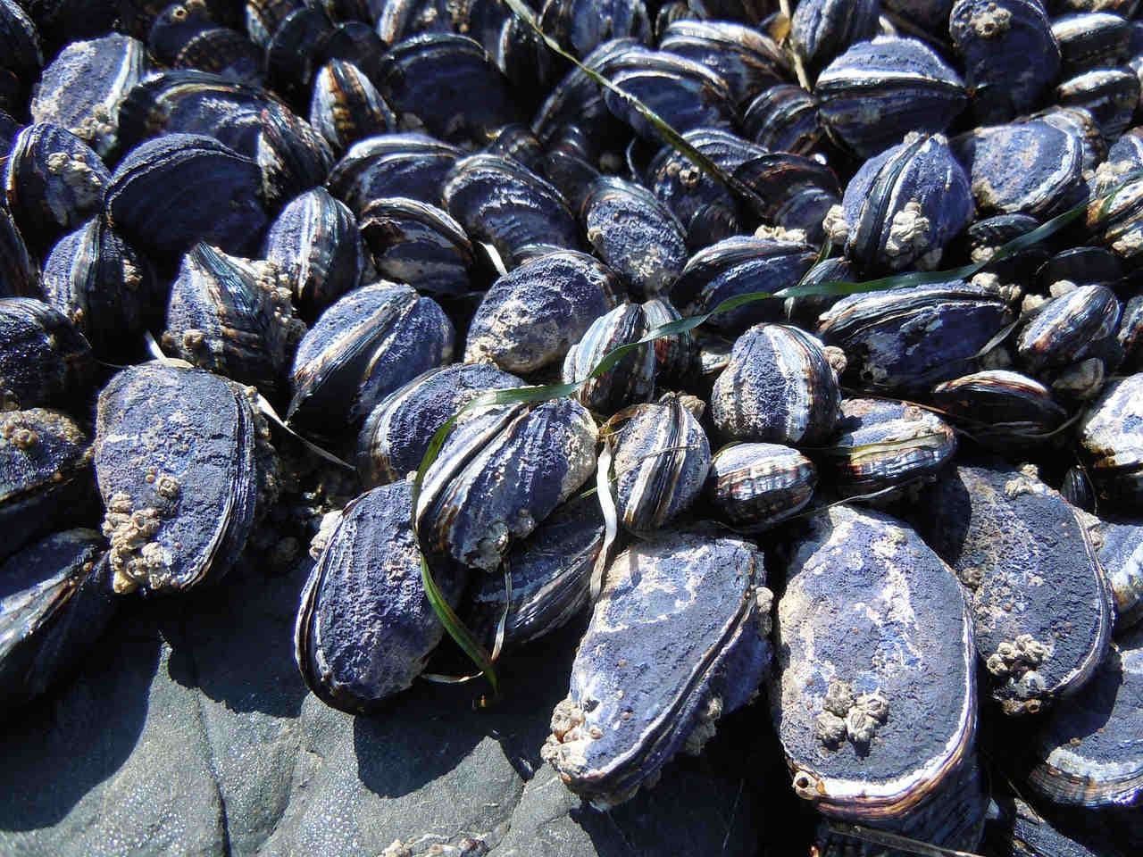 Moria di cozze mar Adriatico