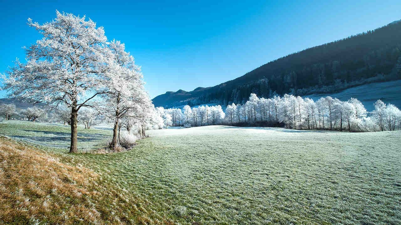 vernalizzazione