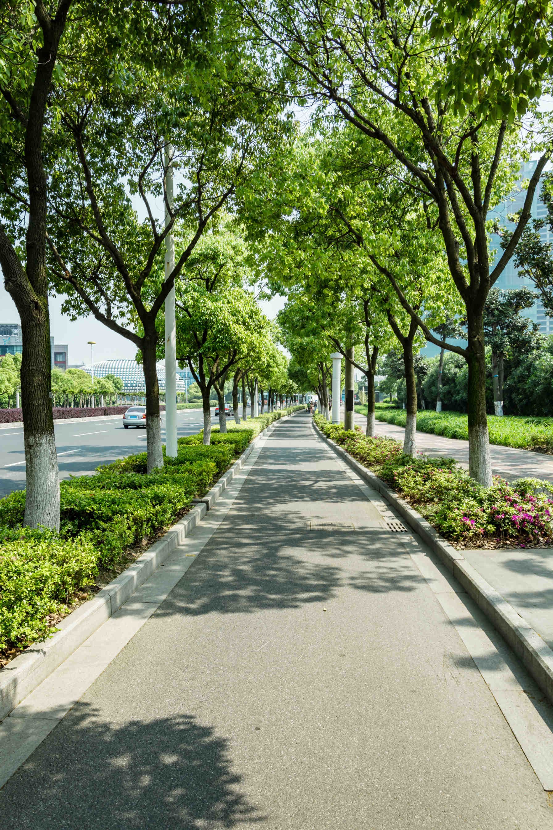 Pista_Ciclabile_Con_Alberi
