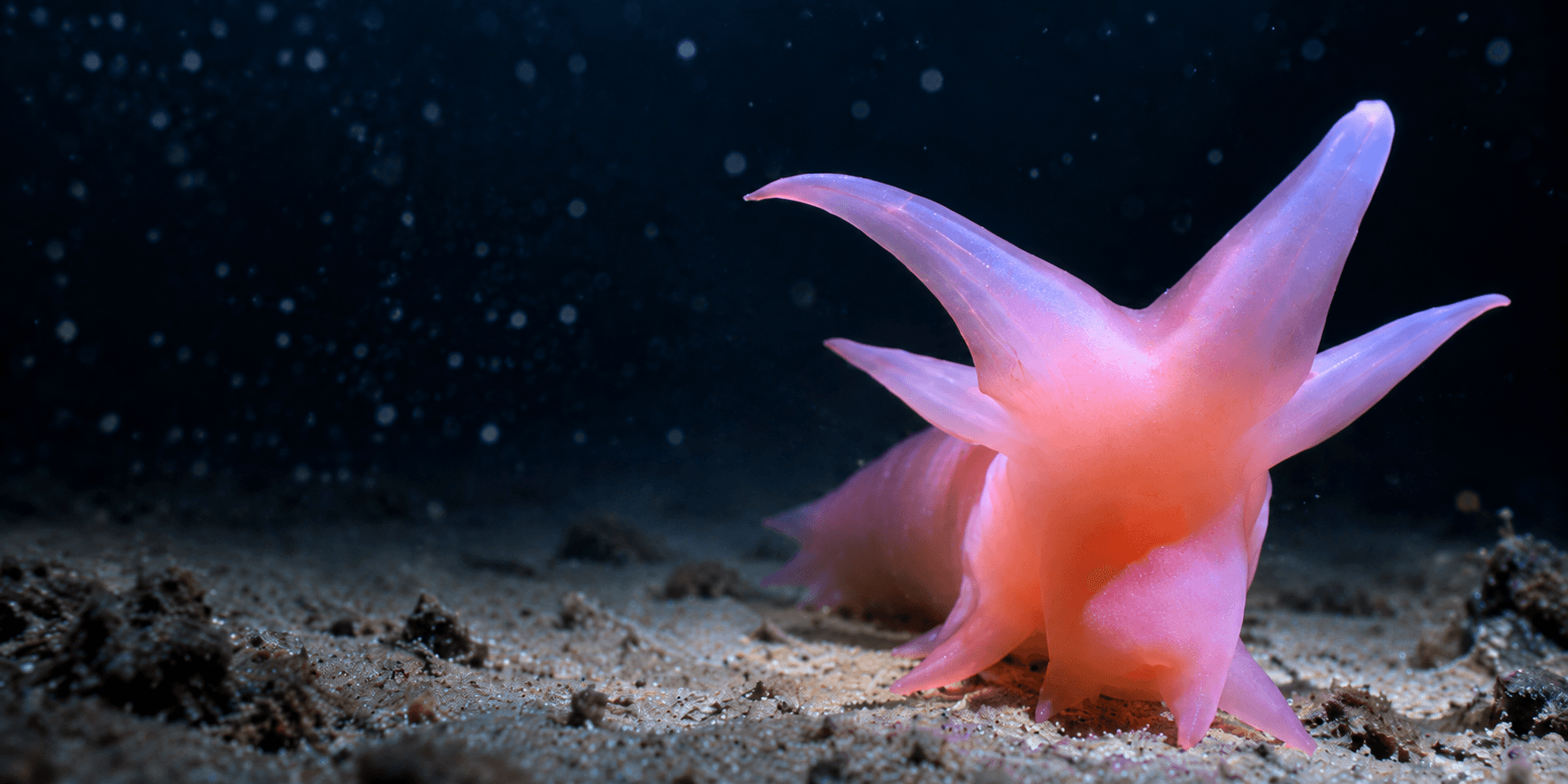 Barbie Pig really exists. And it lives 5,000 metres under the sea.