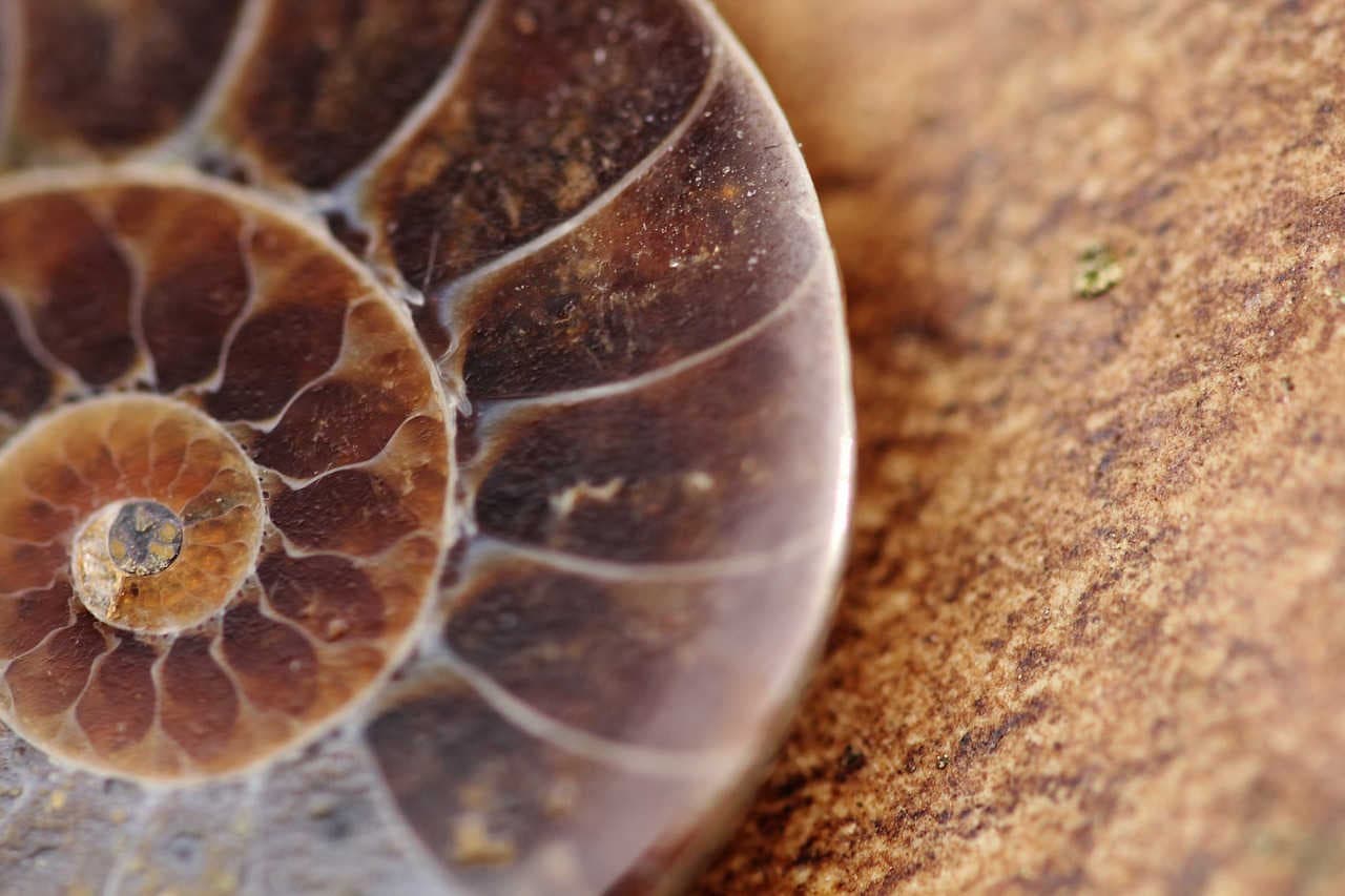 fossili