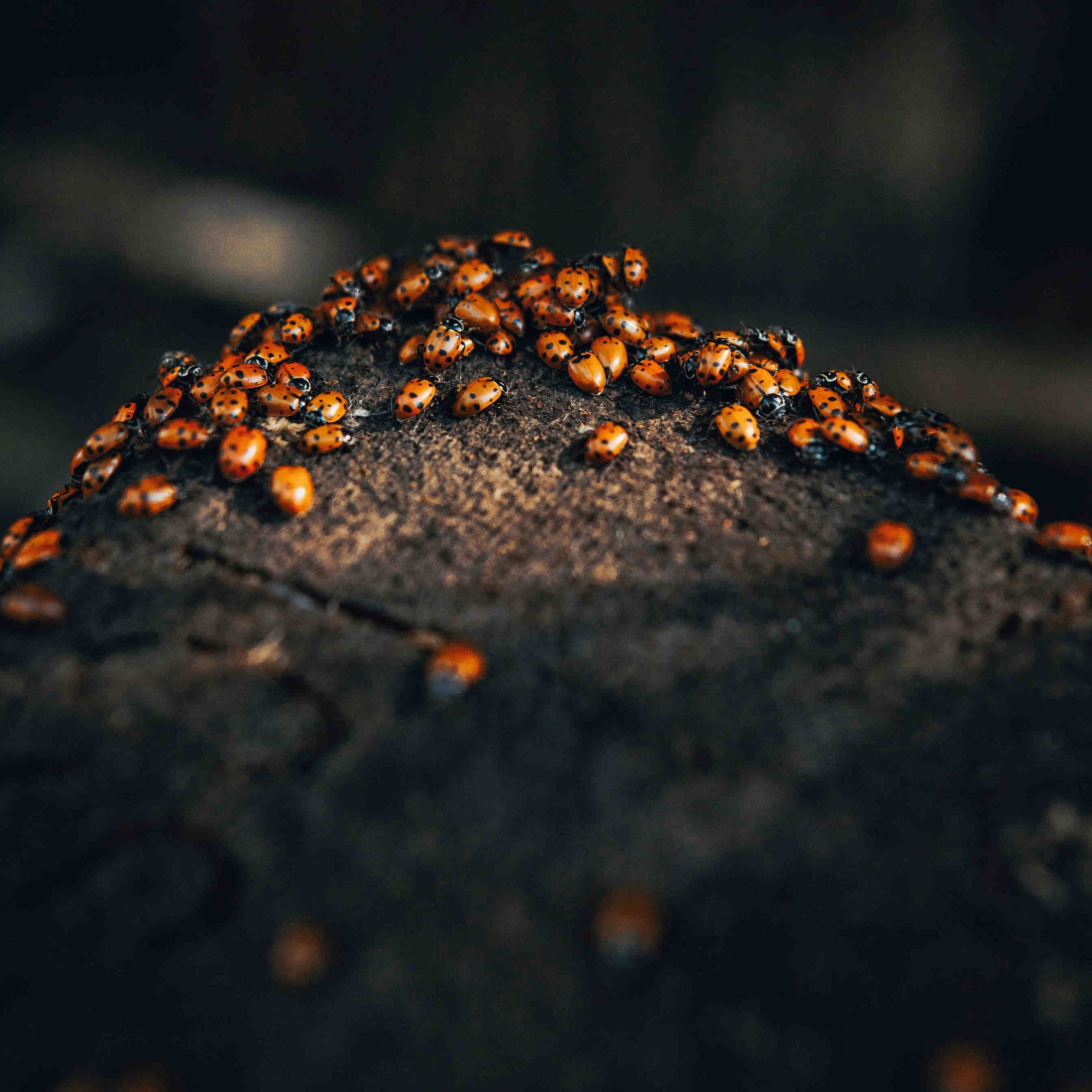 coccinelle gruppo