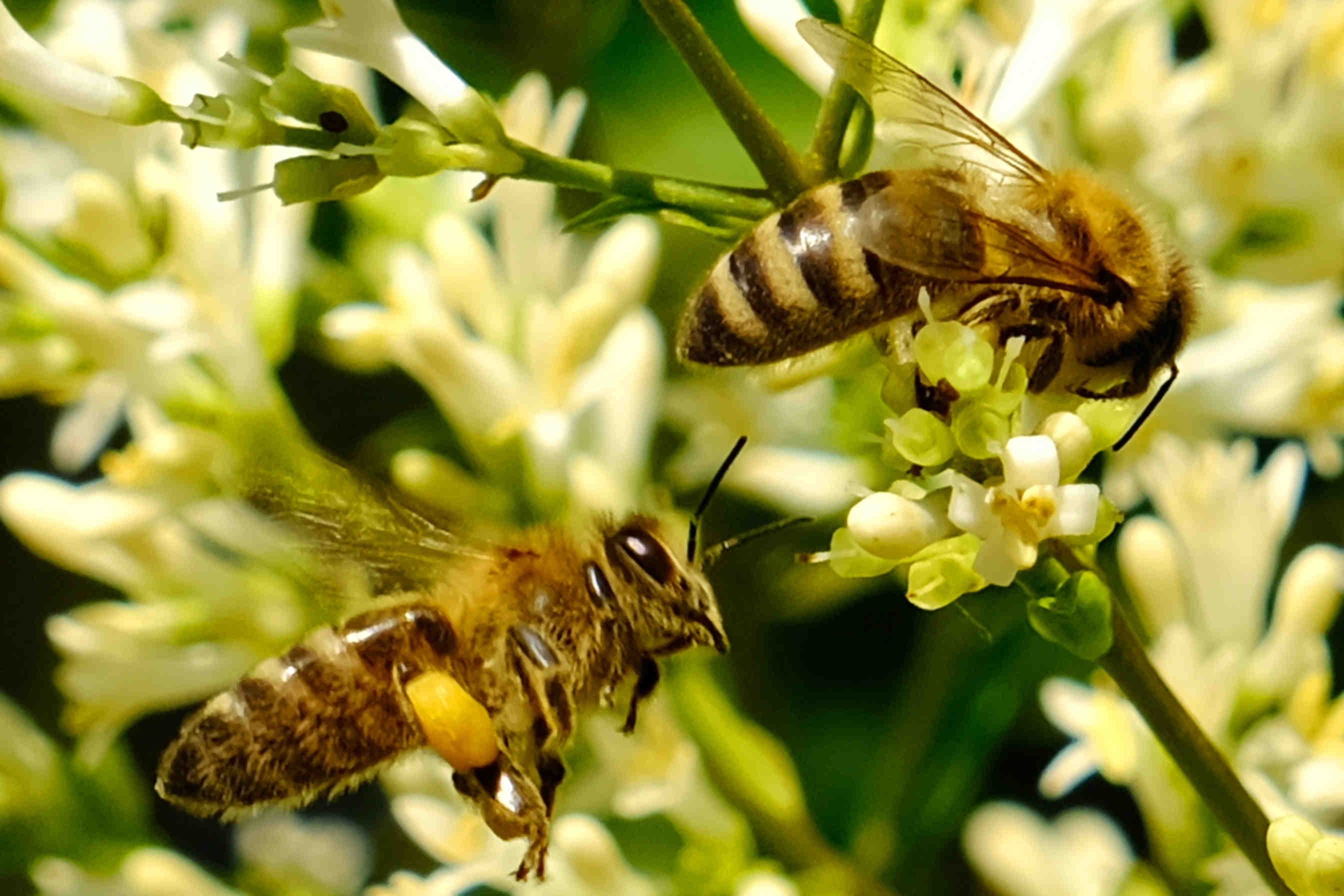 Wildblütenhonig aus den Bergen: Eigenschaften und Vorteile