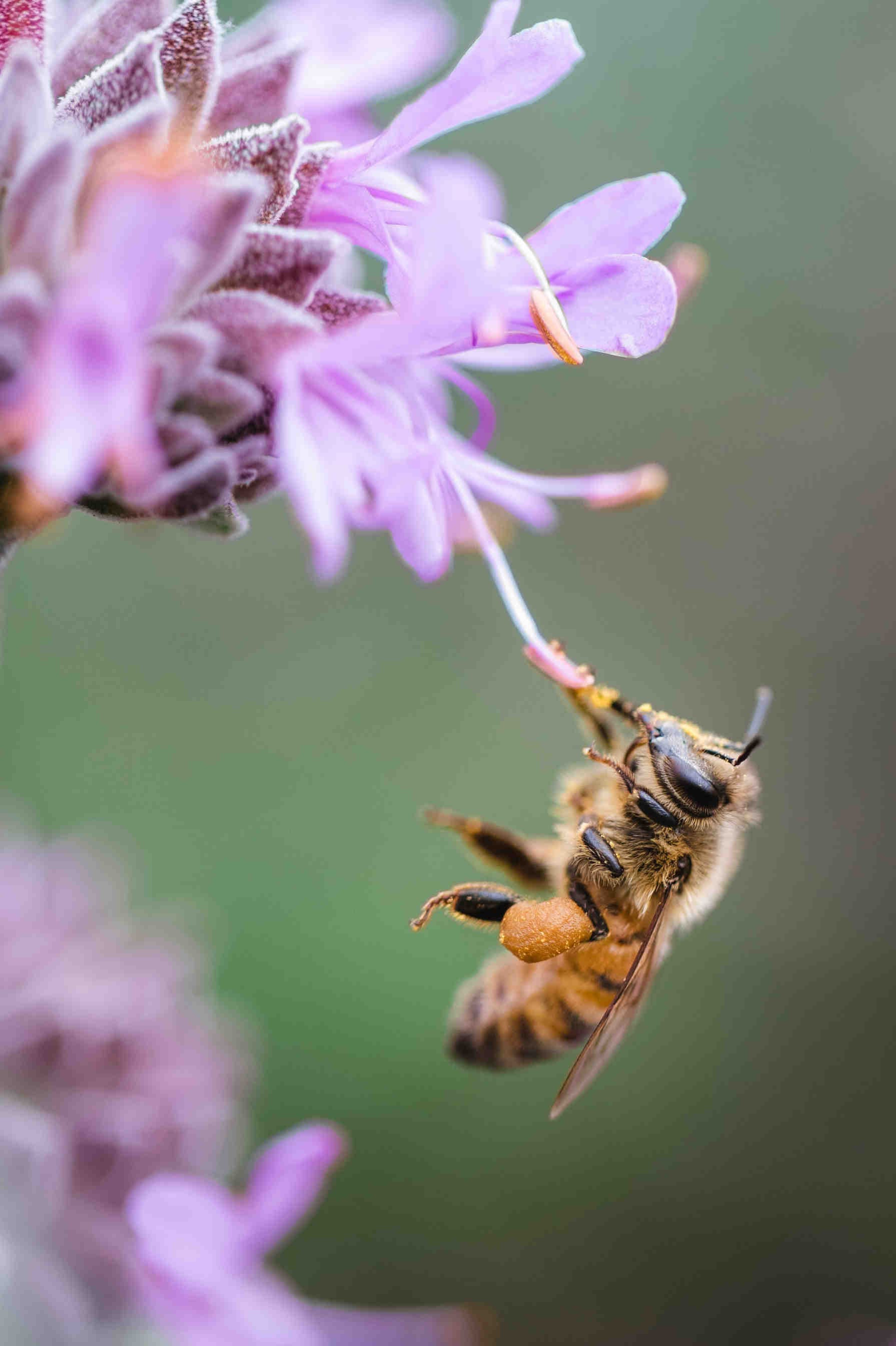 Día Mundial de la Abeja: una celebración por todo lo alto