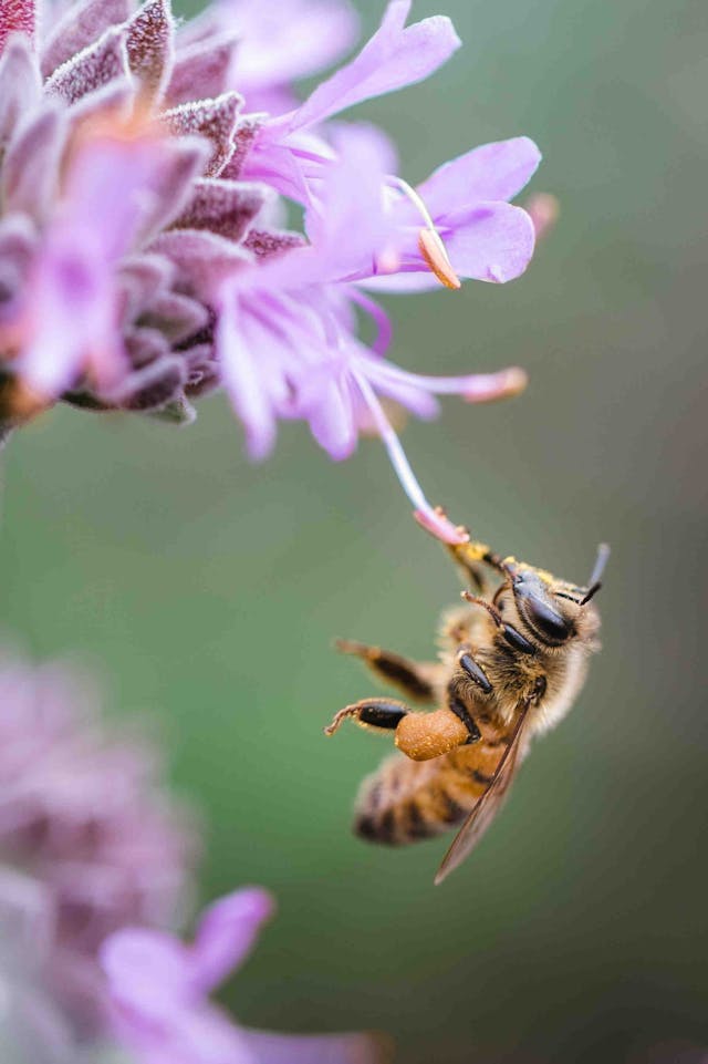 Weltbienentag: ein rauschendes Fest für Bienen